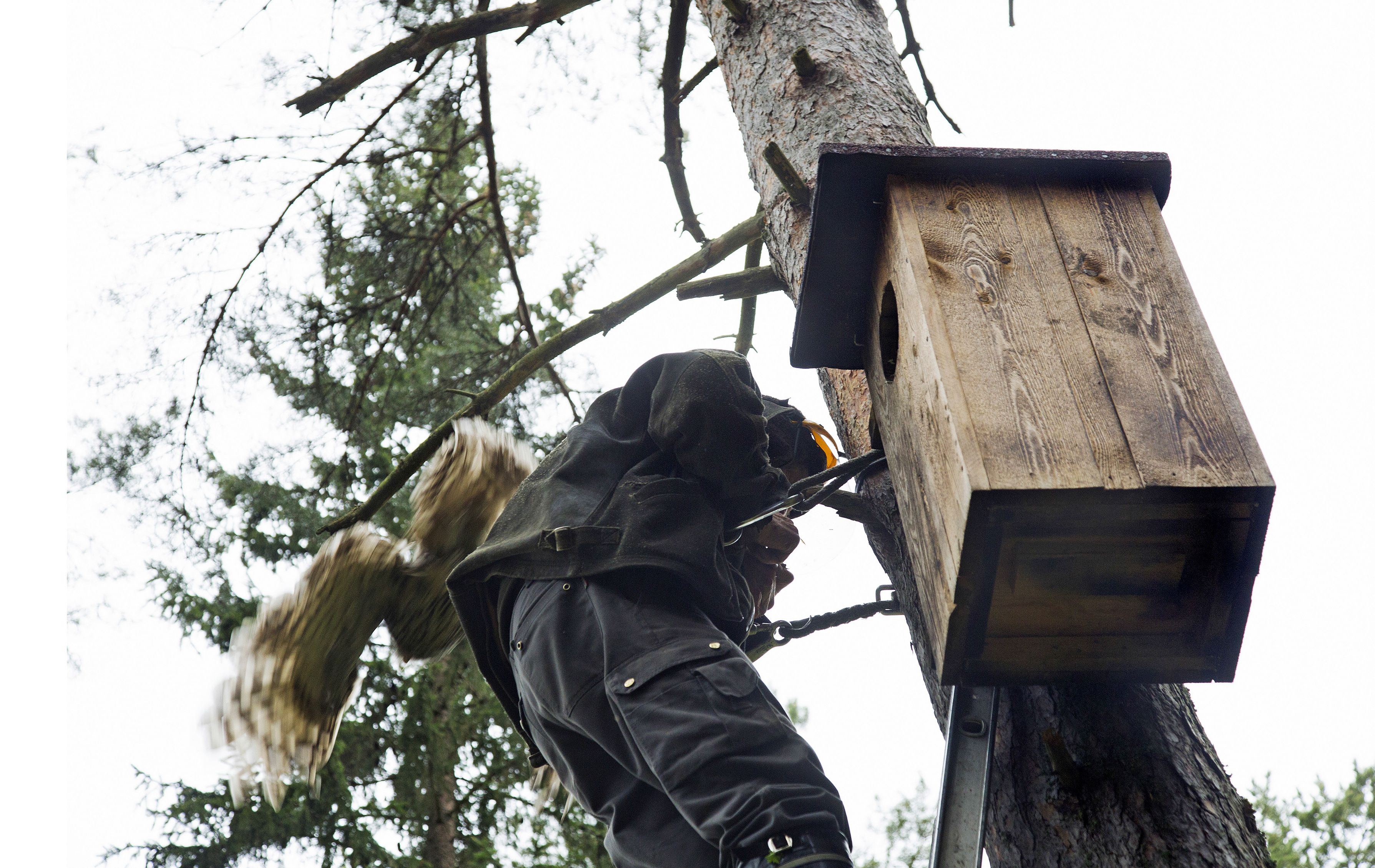 Naaras syöksyy sen poikasta rengastavan Saurolan niskaan.