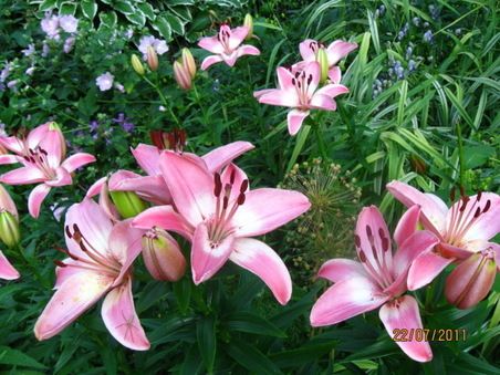 Kuva: Kaarina Tiikkainen