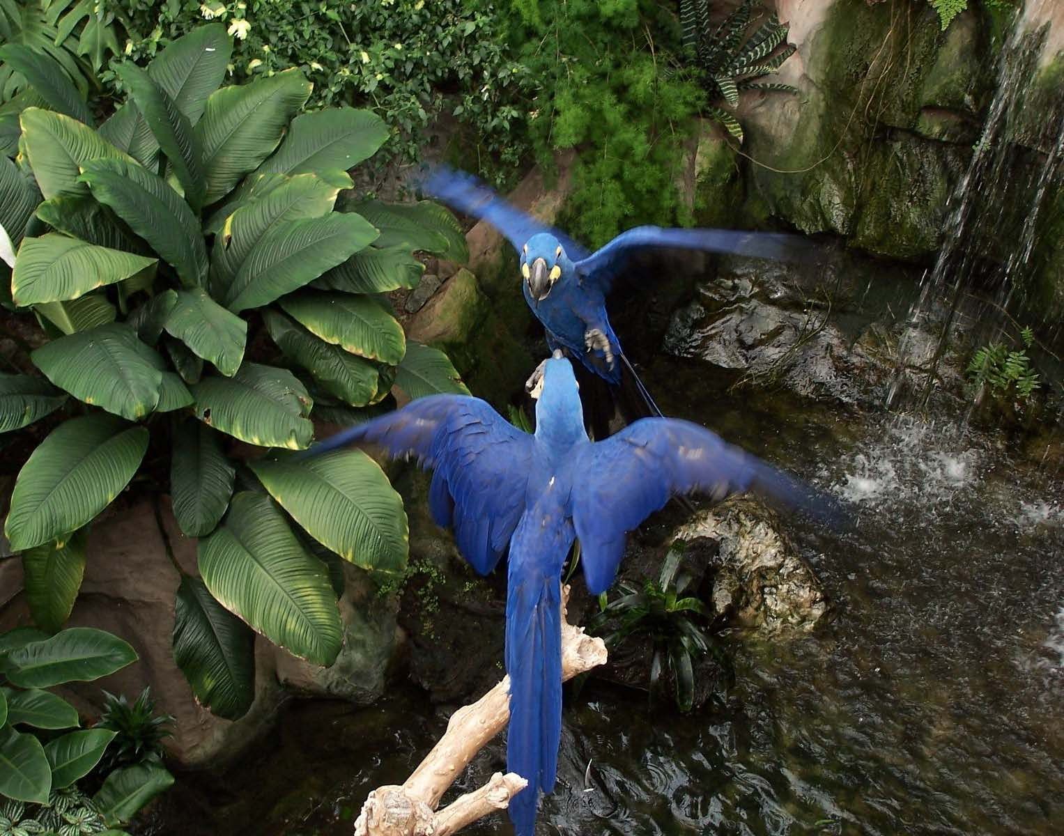 Hyasinttiara on kaunis ja kovaääninen.