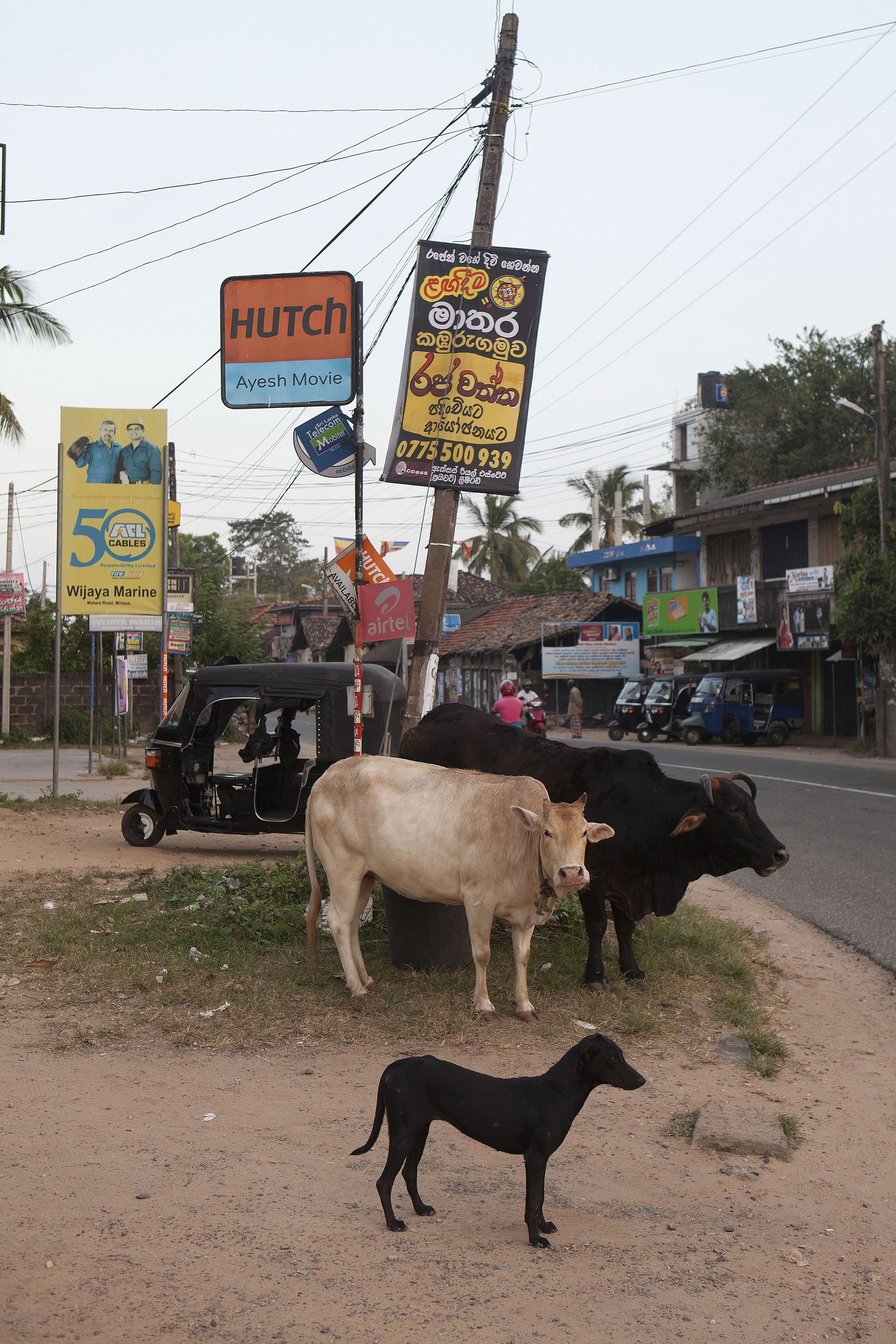 Mirissan raitilla viihtyvät kaikki.