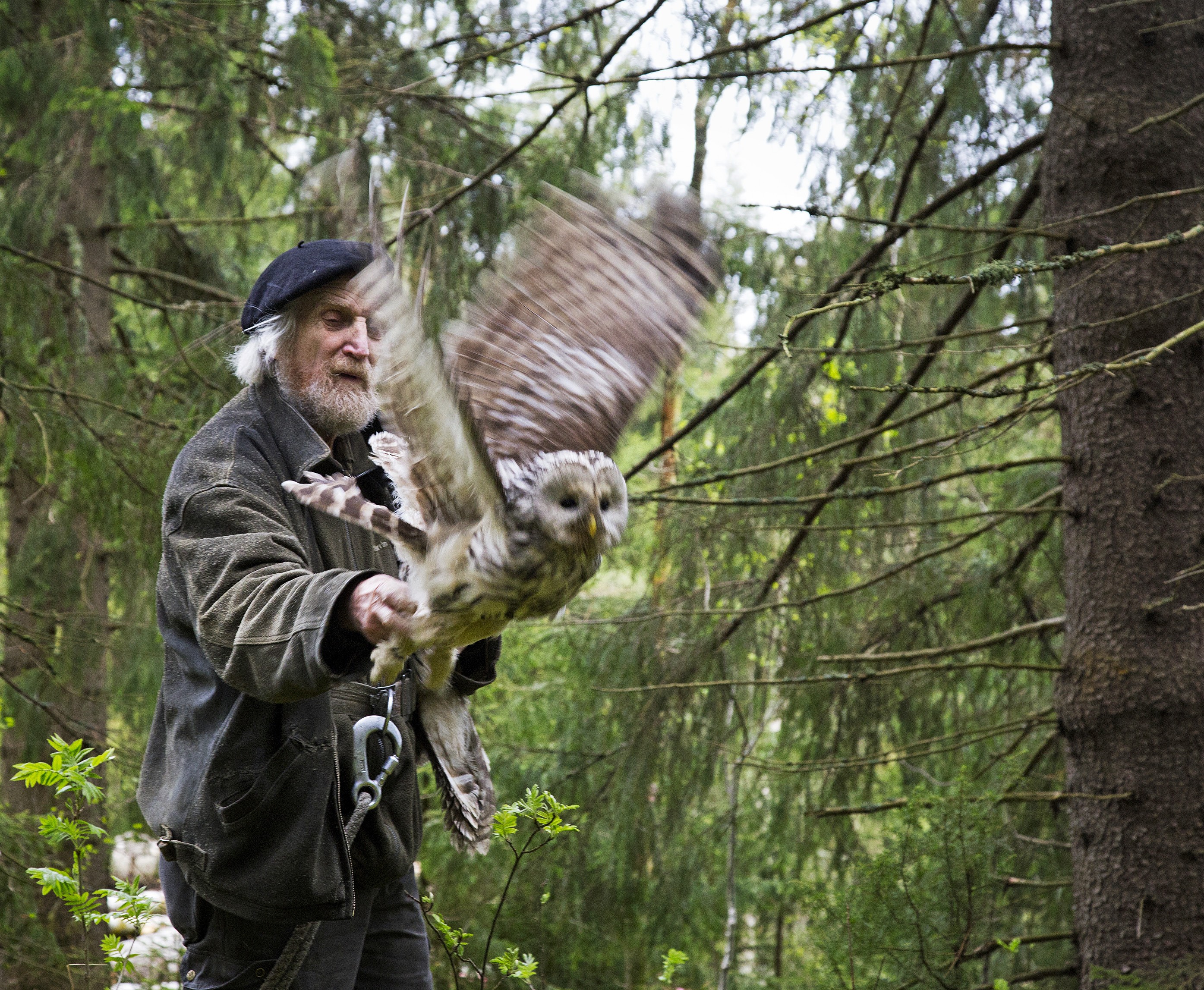 Vapaa! Töpäkkä kroppa ei ole erityisen aerodynaaminen, mutta viirupöllö ei lennäkään pitkiä matkoja.