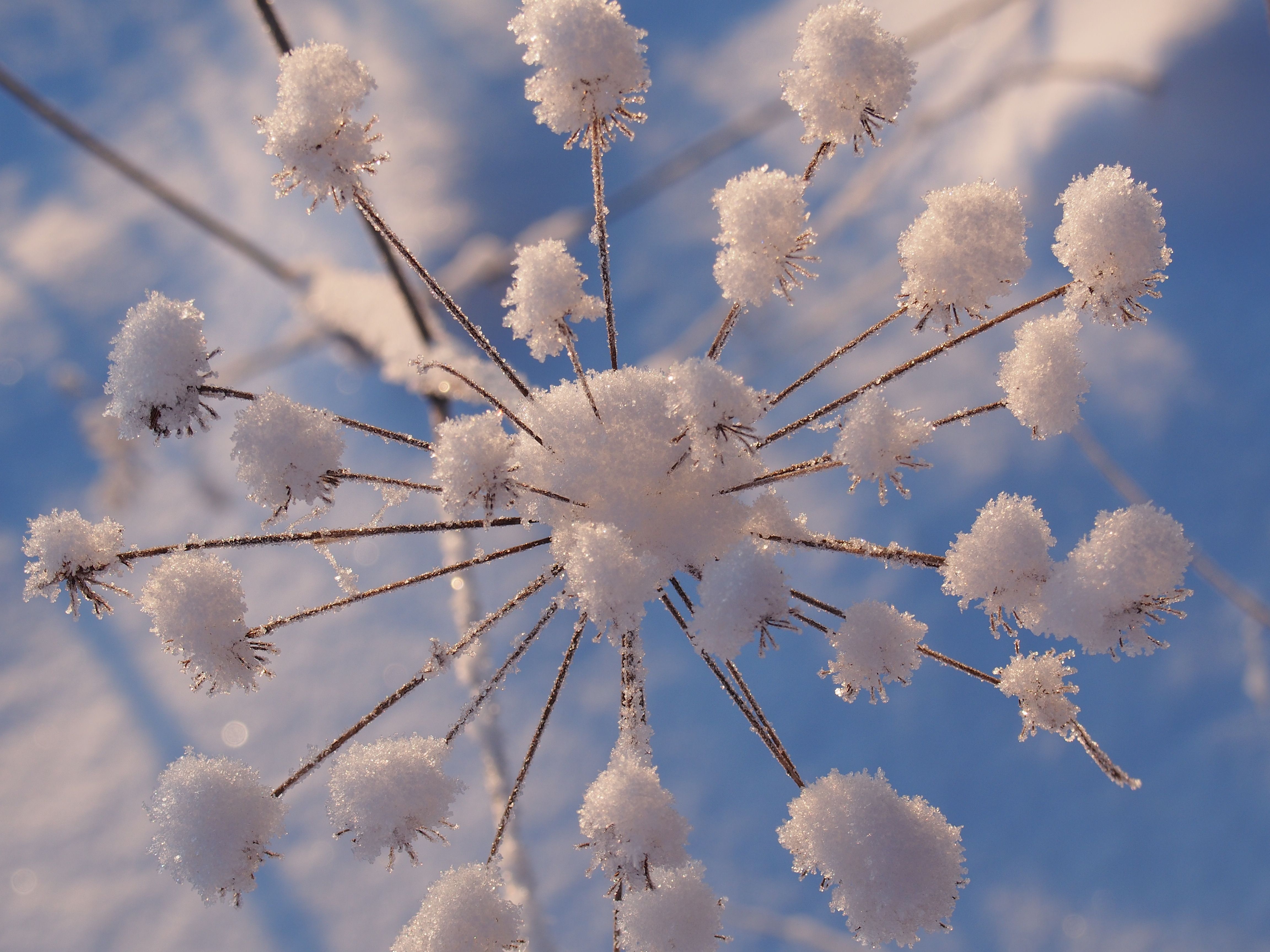 Sumi, Leppävaara: Lumikukka