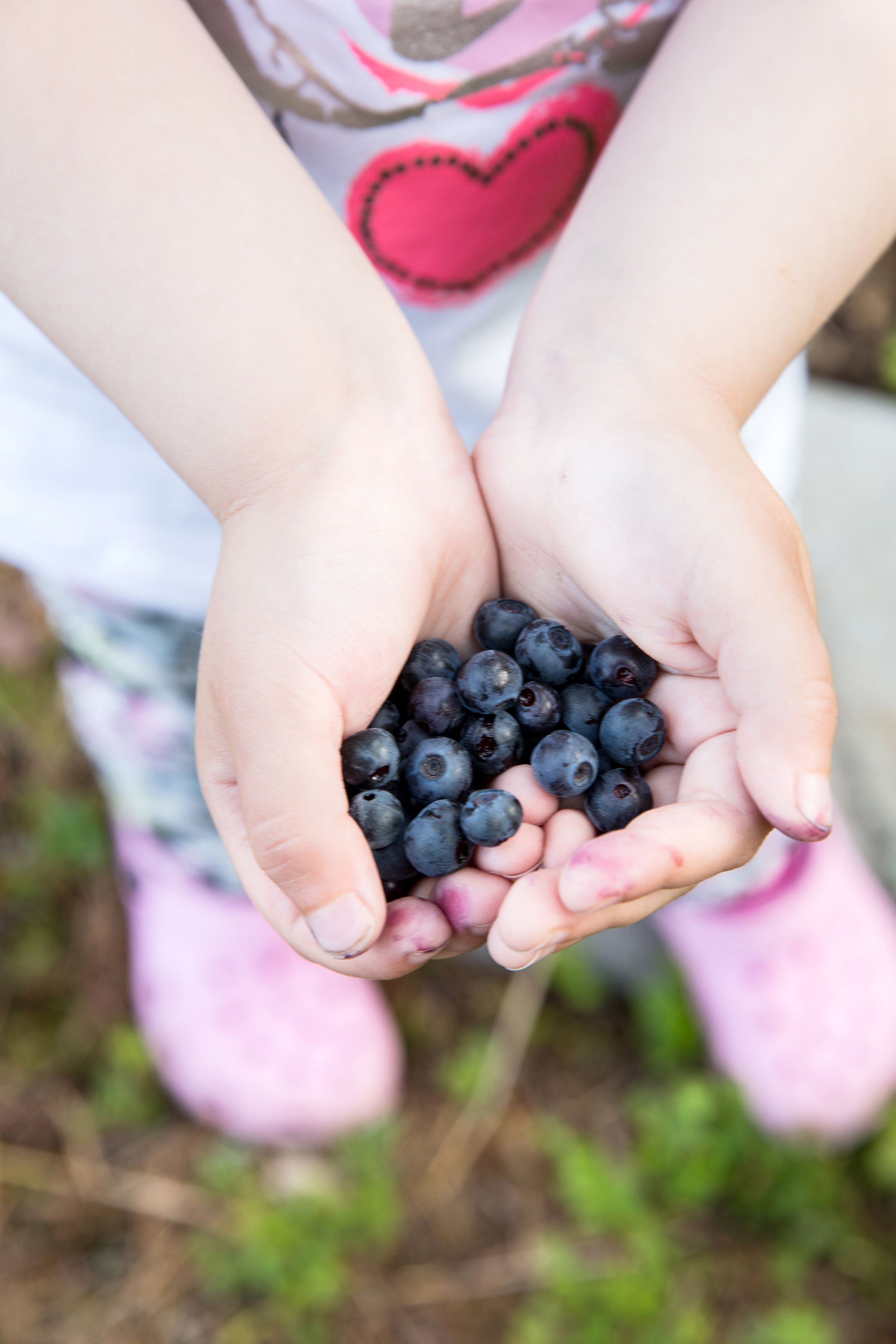Mustikat ovat kaikkien yhteinen kesäriemu.