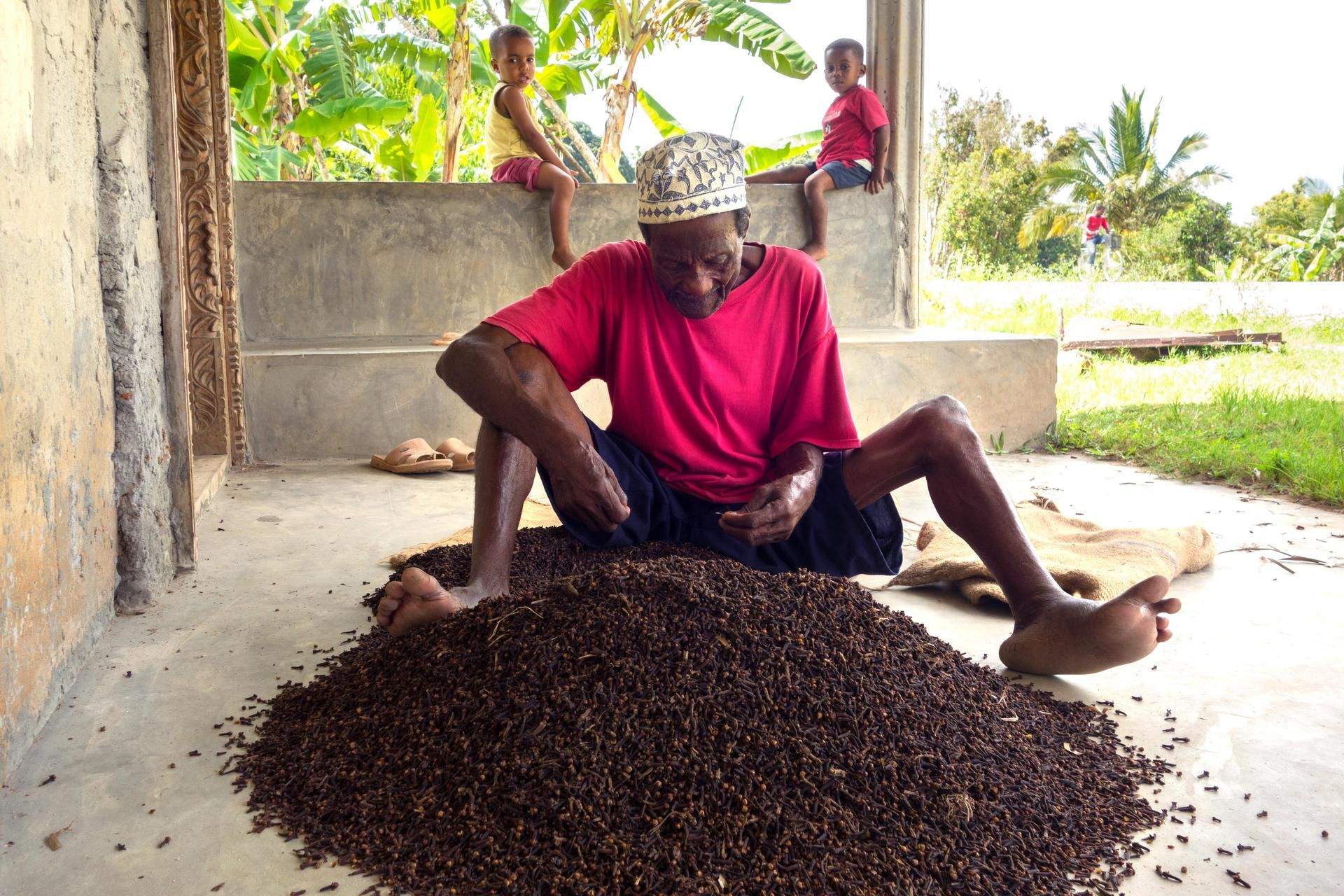 Mausteneilikkaa lajitellaan Pemban saarella.
