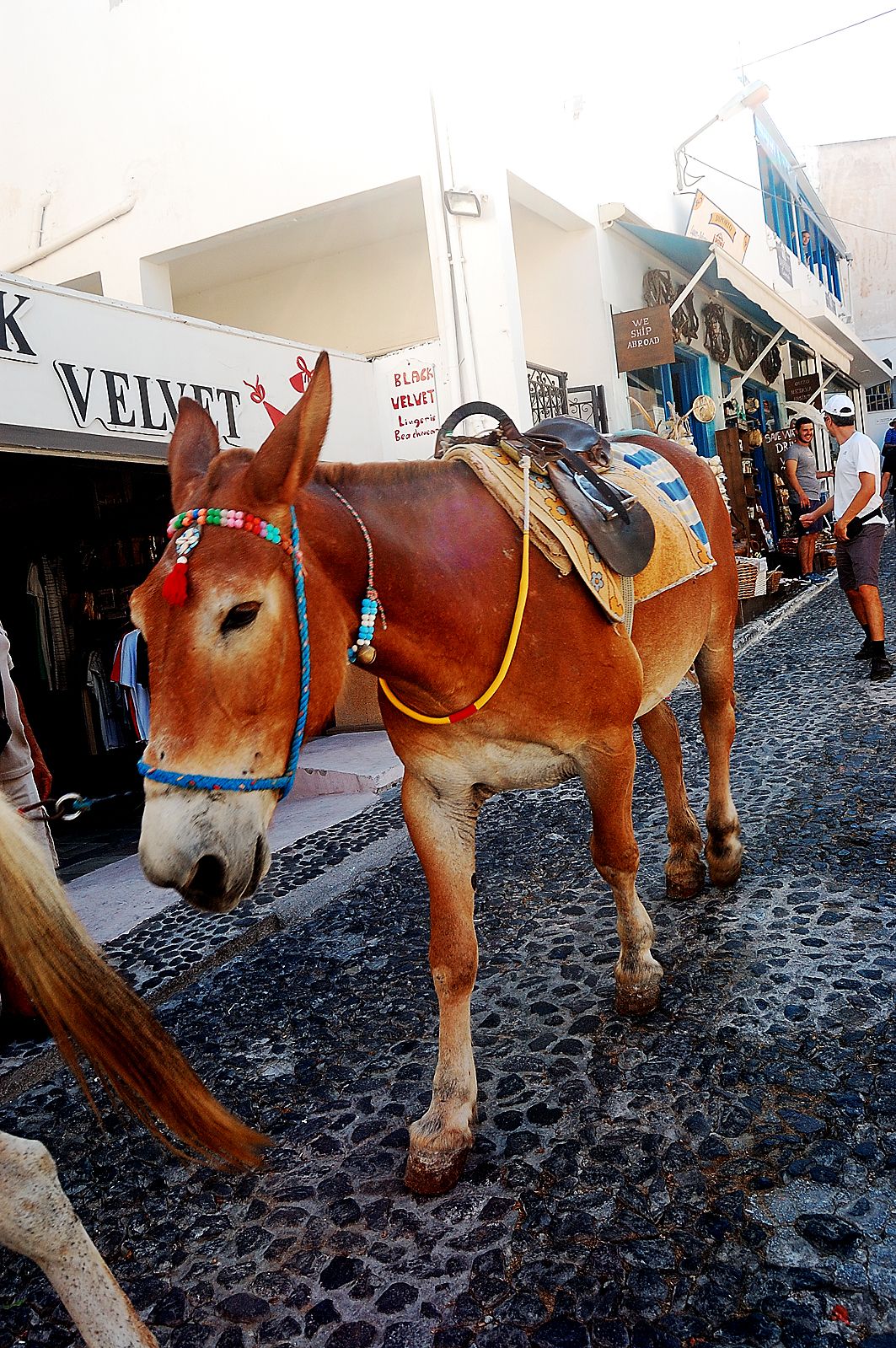 Pääkaupunki Firasta pääsee satamaan aasilla tai köysirataa kulkevassa vaunussa.