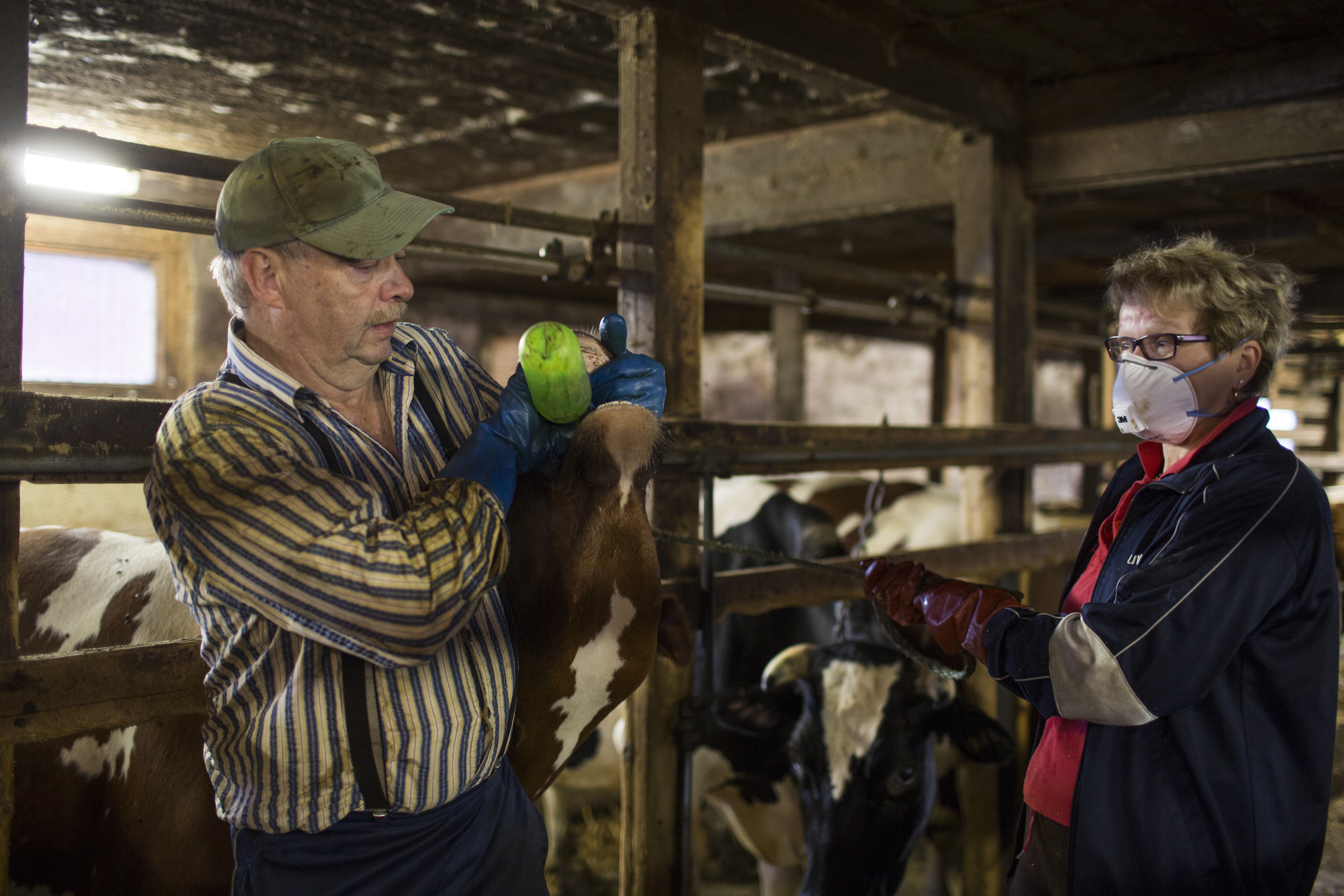Jouko toimii tarpeen tullen myös kätilönä. Hän osaa kääntää lehmän mahassa väärinpäin olevan vasikan.