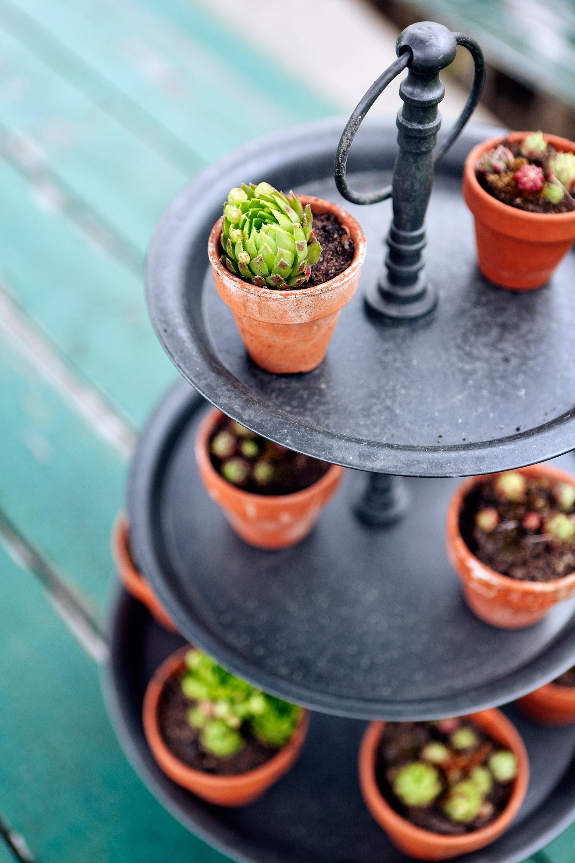 Mehitähti on Lotan suosikkeja. Kasvista kehittyy koko ajan uusia "vauvoja".