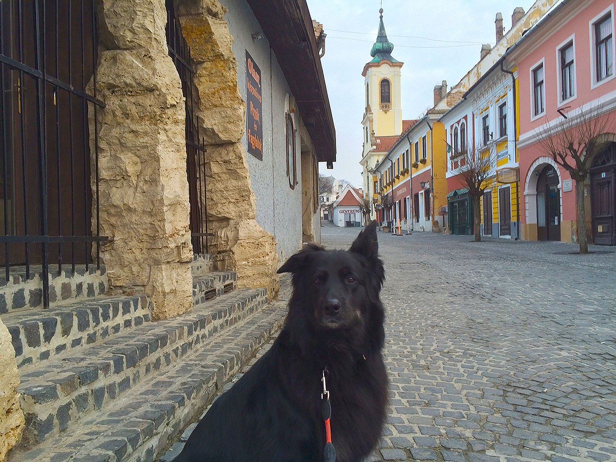 Onja-koira on maanmainio matkakaveri.