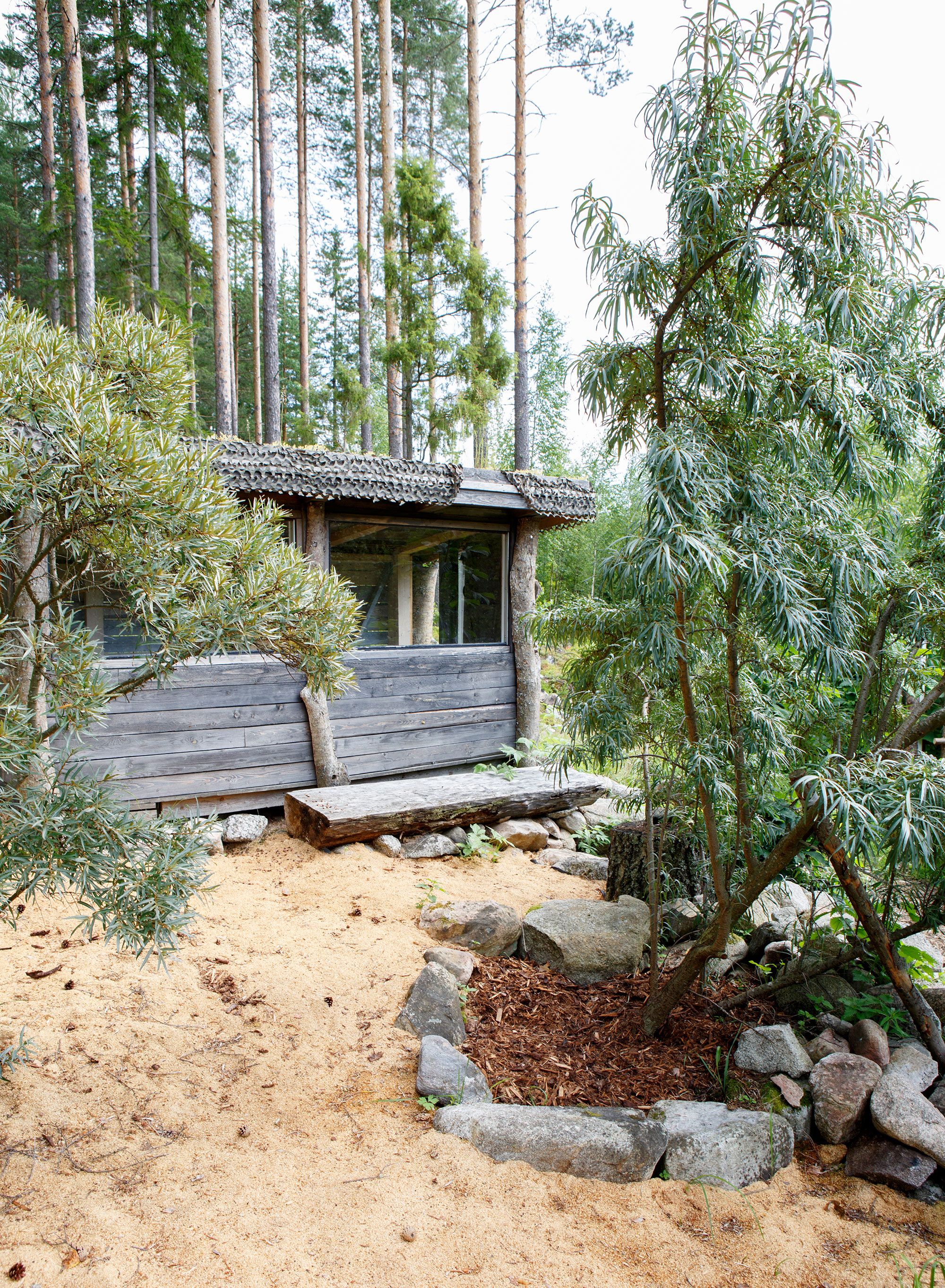 Taukotuvan edustalla kasvaa tyrniä.