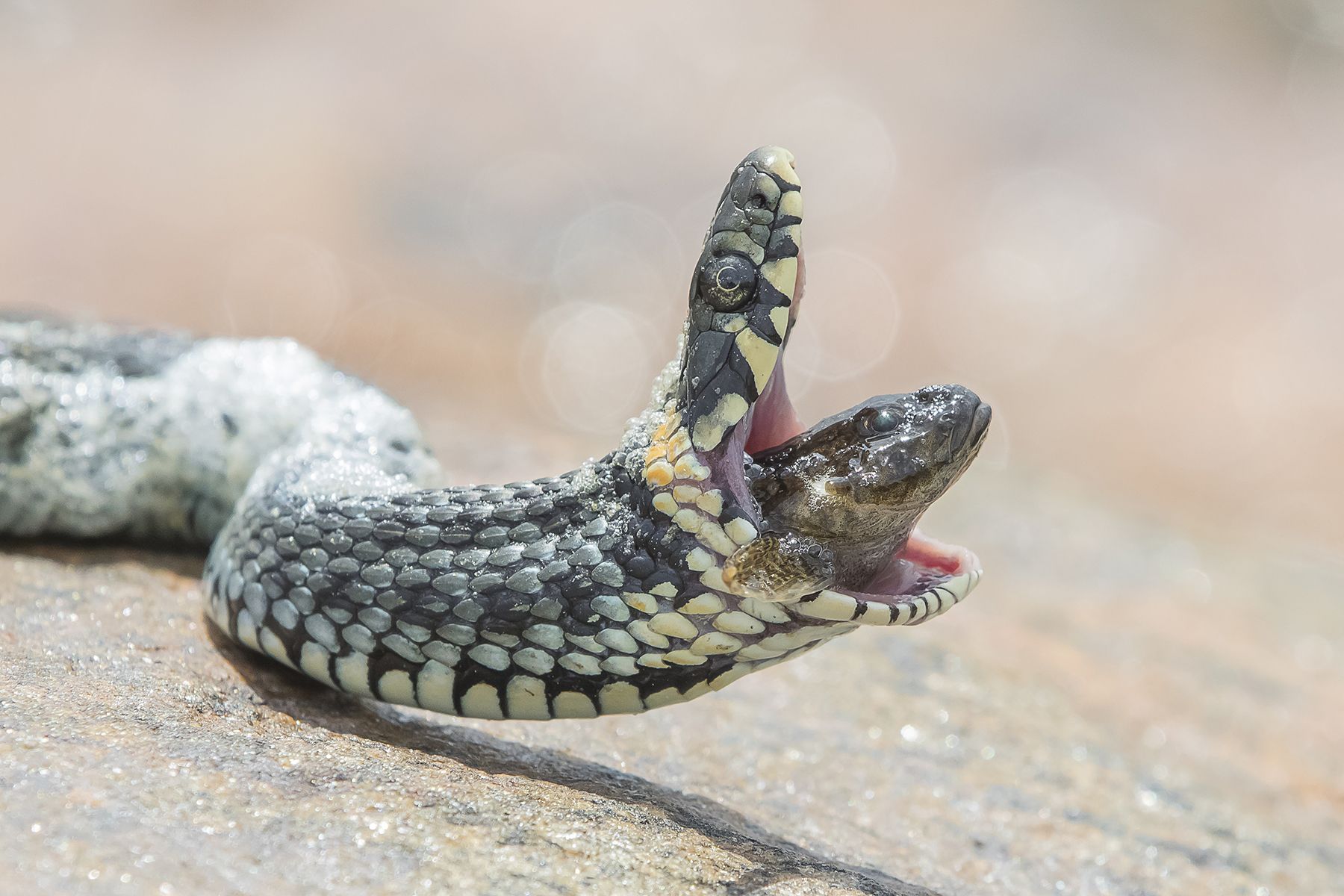Lisse ikuisti käärmeen ruokahetken.