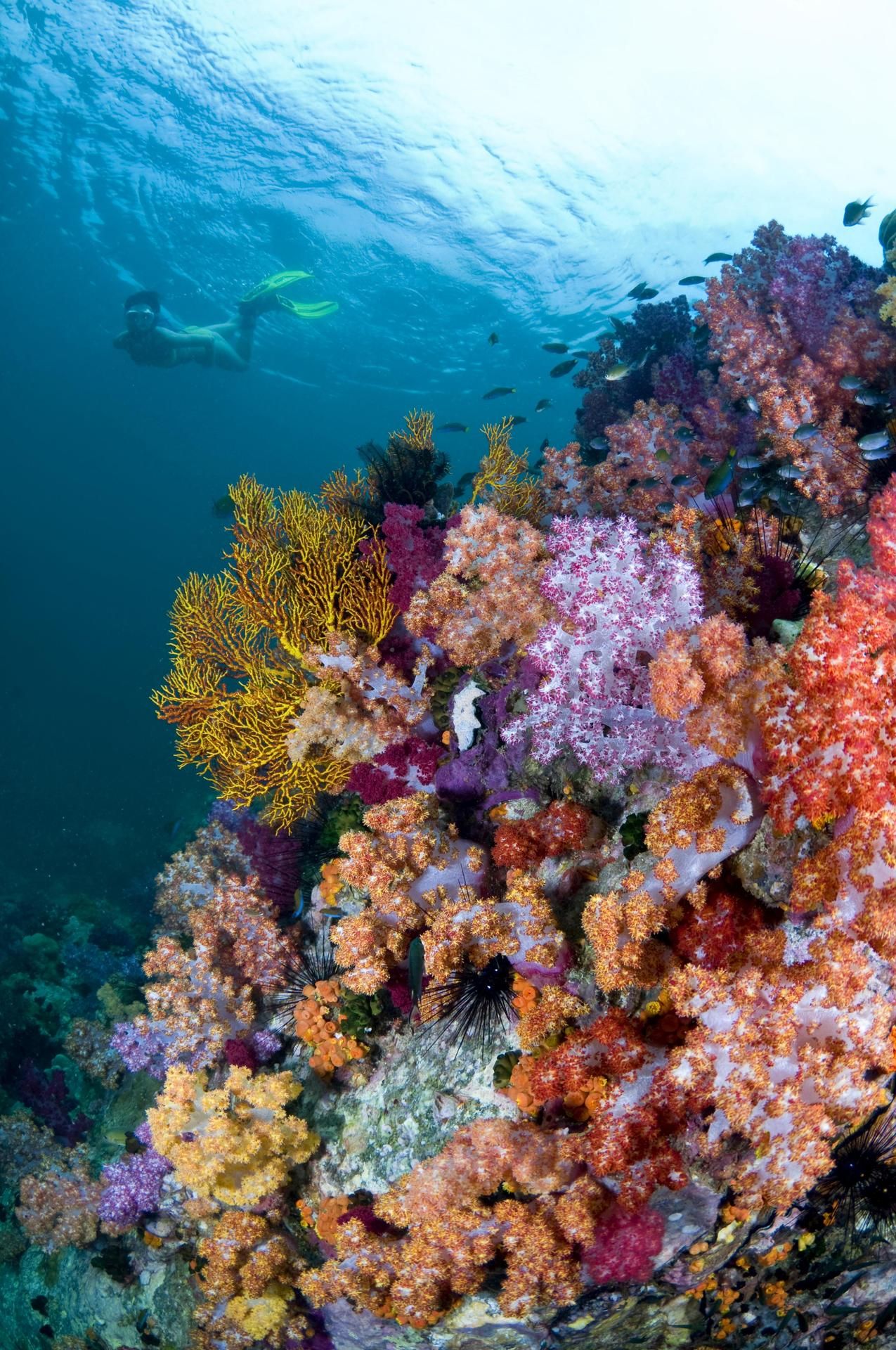 Korallit haalistuvat, kun merivesi lämpenee.