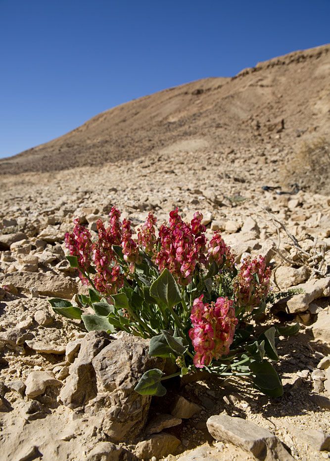 Pienikin vesimäärä saa autiomaan kasvit kukkaan.