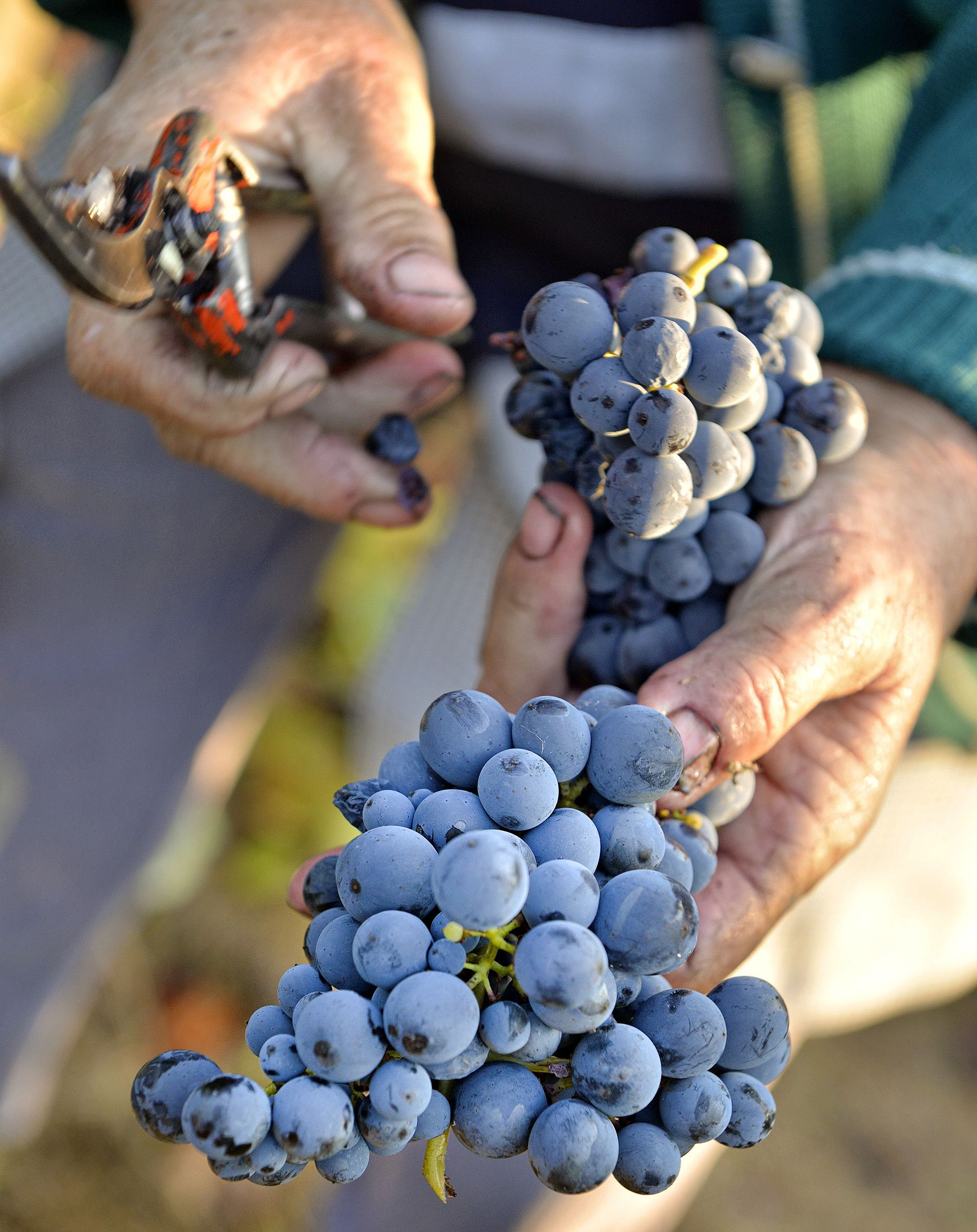 Mehukas touriga nacional on yksi lähes 300:sta portugalilaisesta rypälelajista.