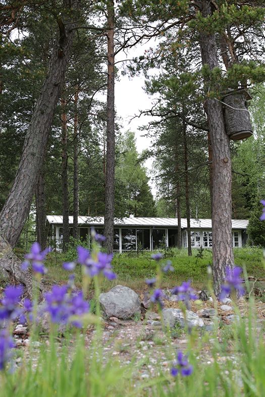 Meren puolelta katsottuna harmaa mökki sulautuu hyvin luontoon. Siniset kurjenmiekat kukoistavat rantakaislikossa.