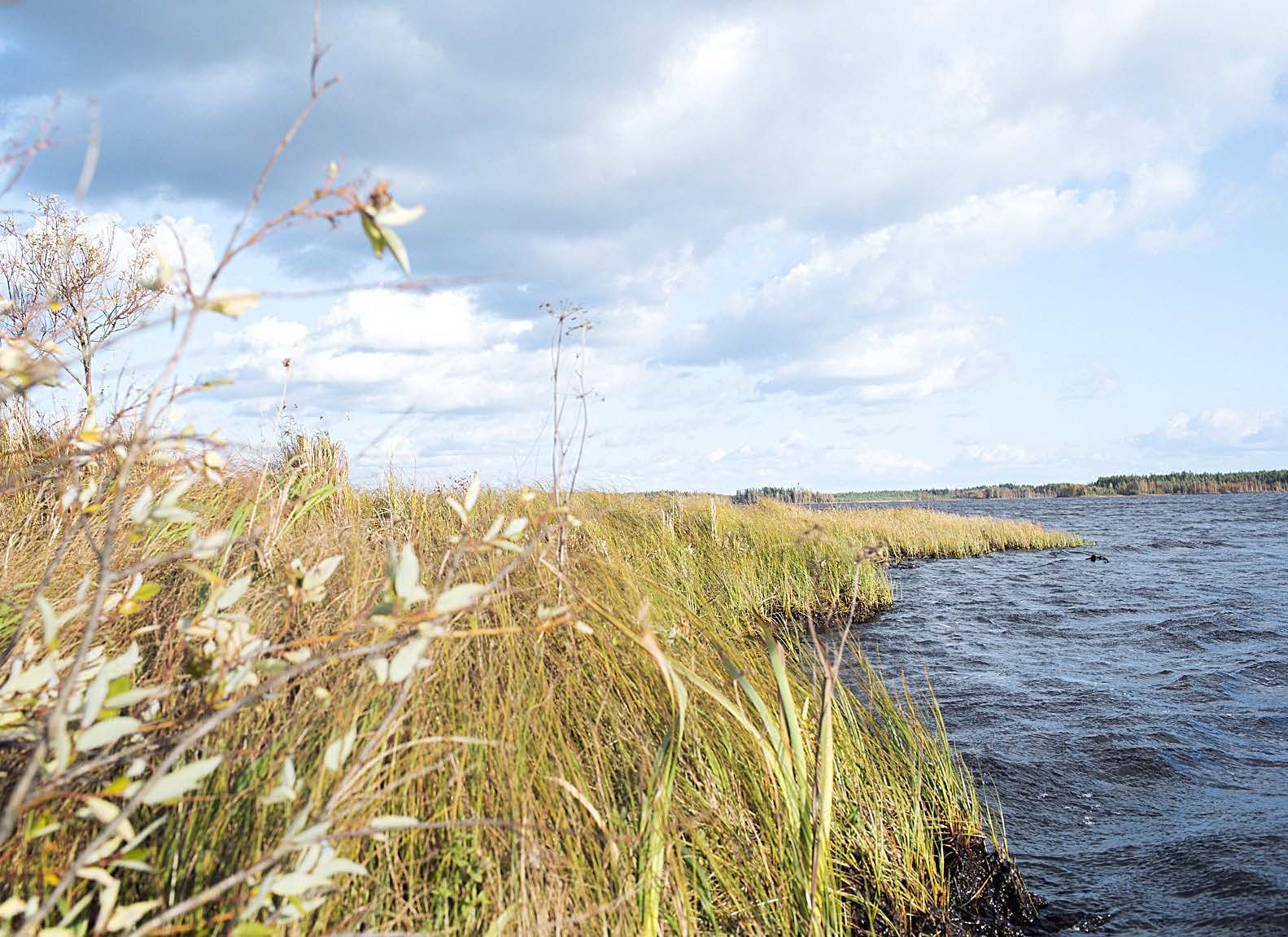 Hirvijärvessä kelluu turvelauttoja, joita tuuli liikuttaa. Maisema on joka päivä erilainen.