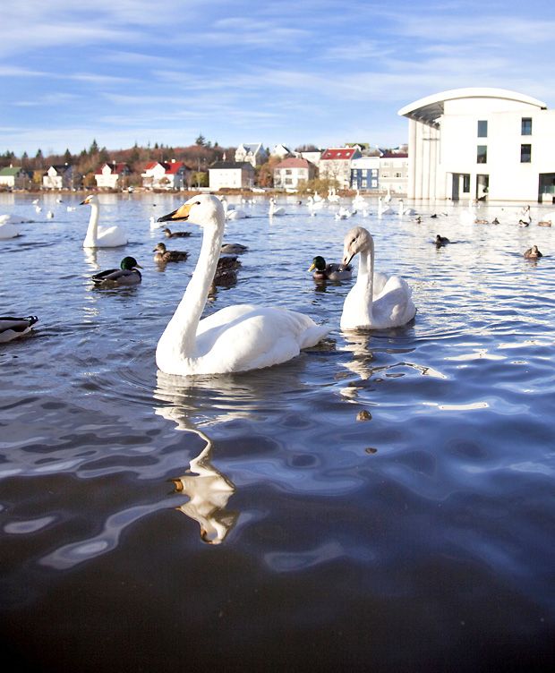 Kaupunkilapi Tjörnin on monien joutsenten koti. Taustalla Reykjavikin kaupungintalo.