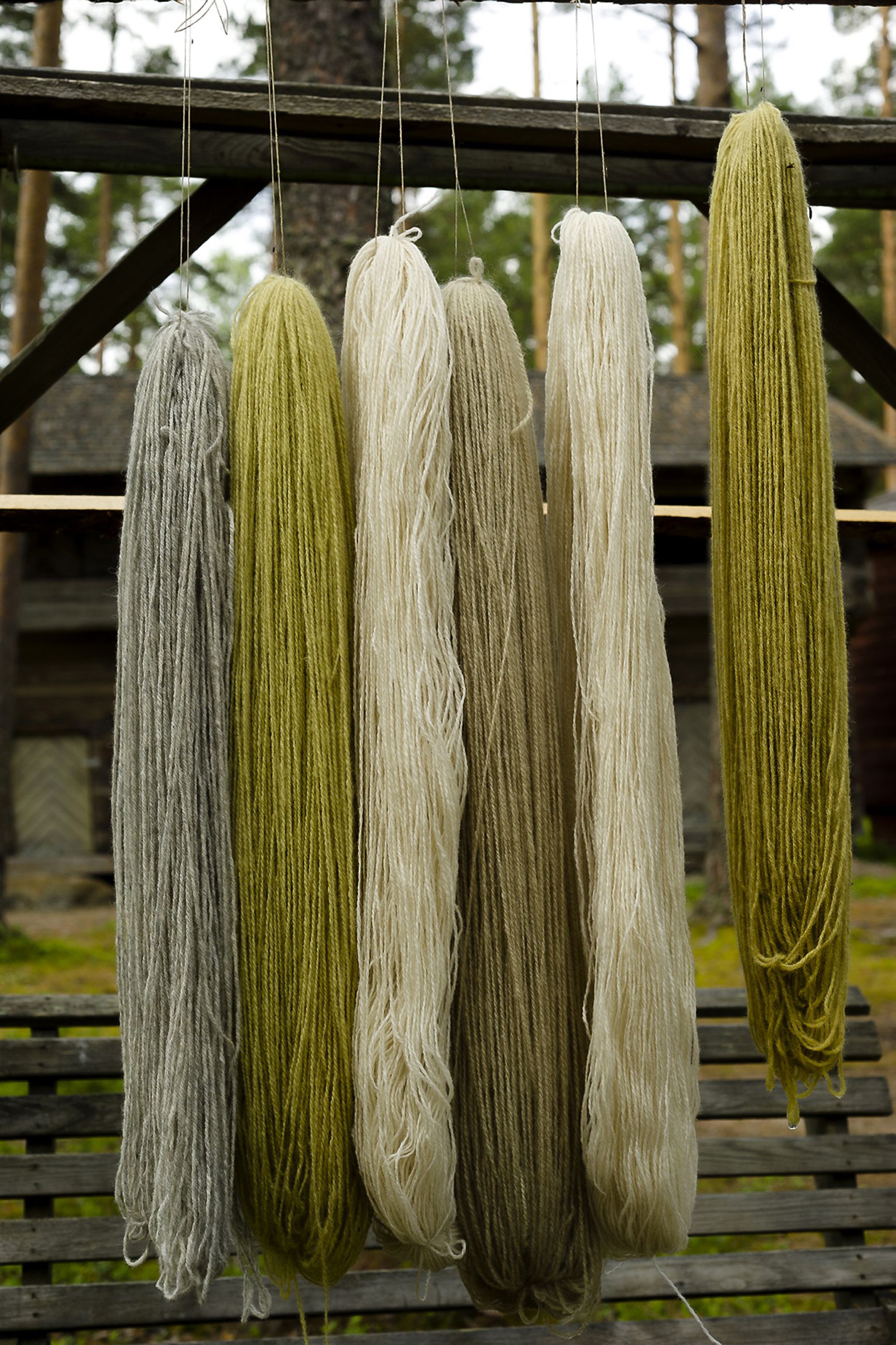 Näin kaunista väriä saadaan muun muassa samettijalalla, sipulilla, koivulla ja nokkosella.