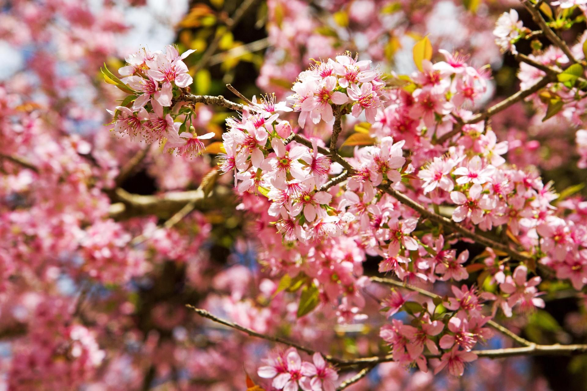 Puut kukkivat keväällä maaliskuusta toukokuulle.