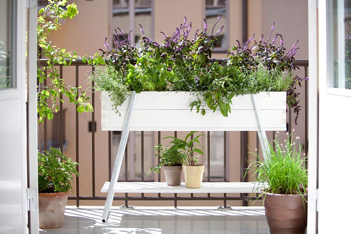 Näyttävä yrttivalikoima käy kukkatarhasta.