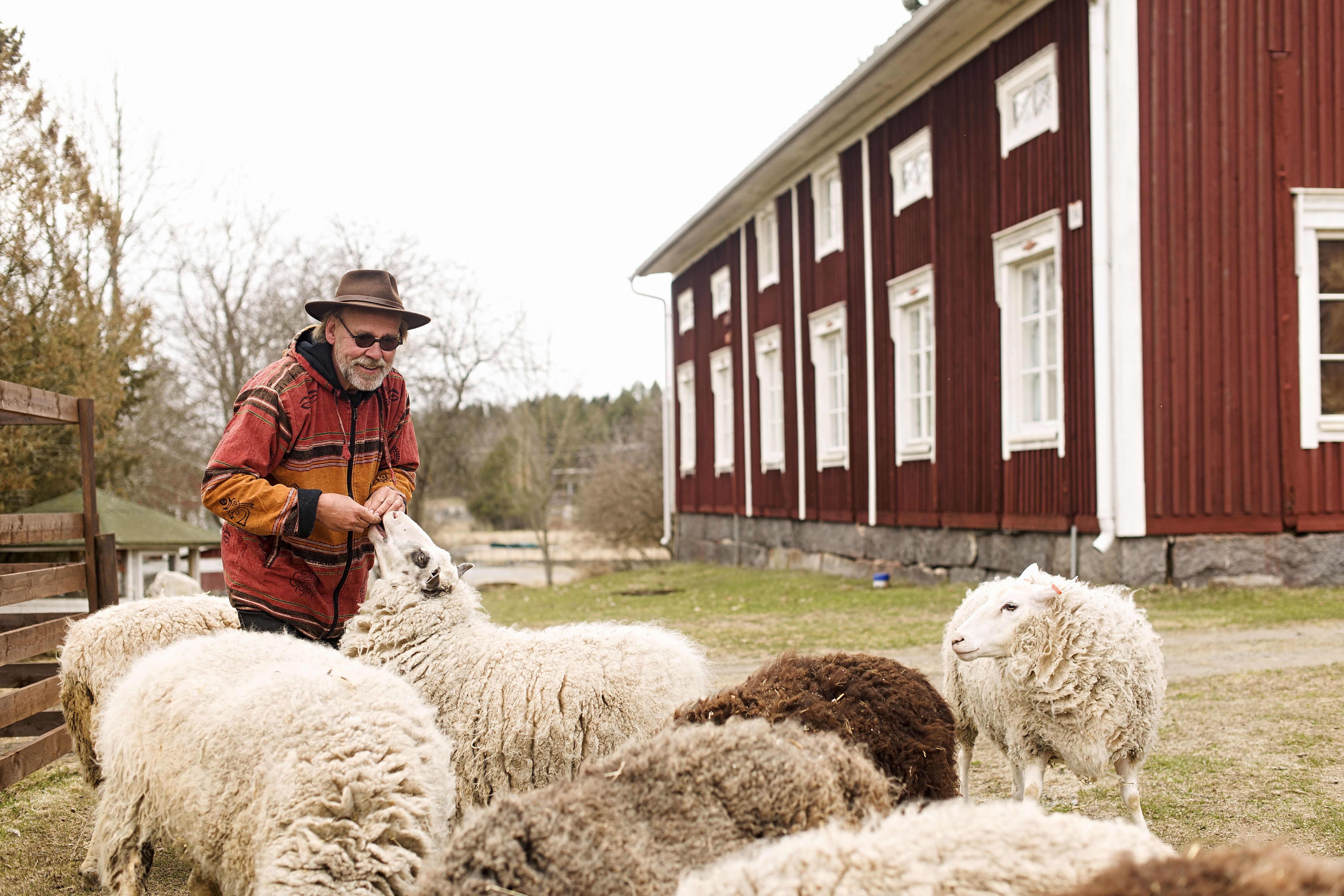 Lampaille maistuu tarjoilu.