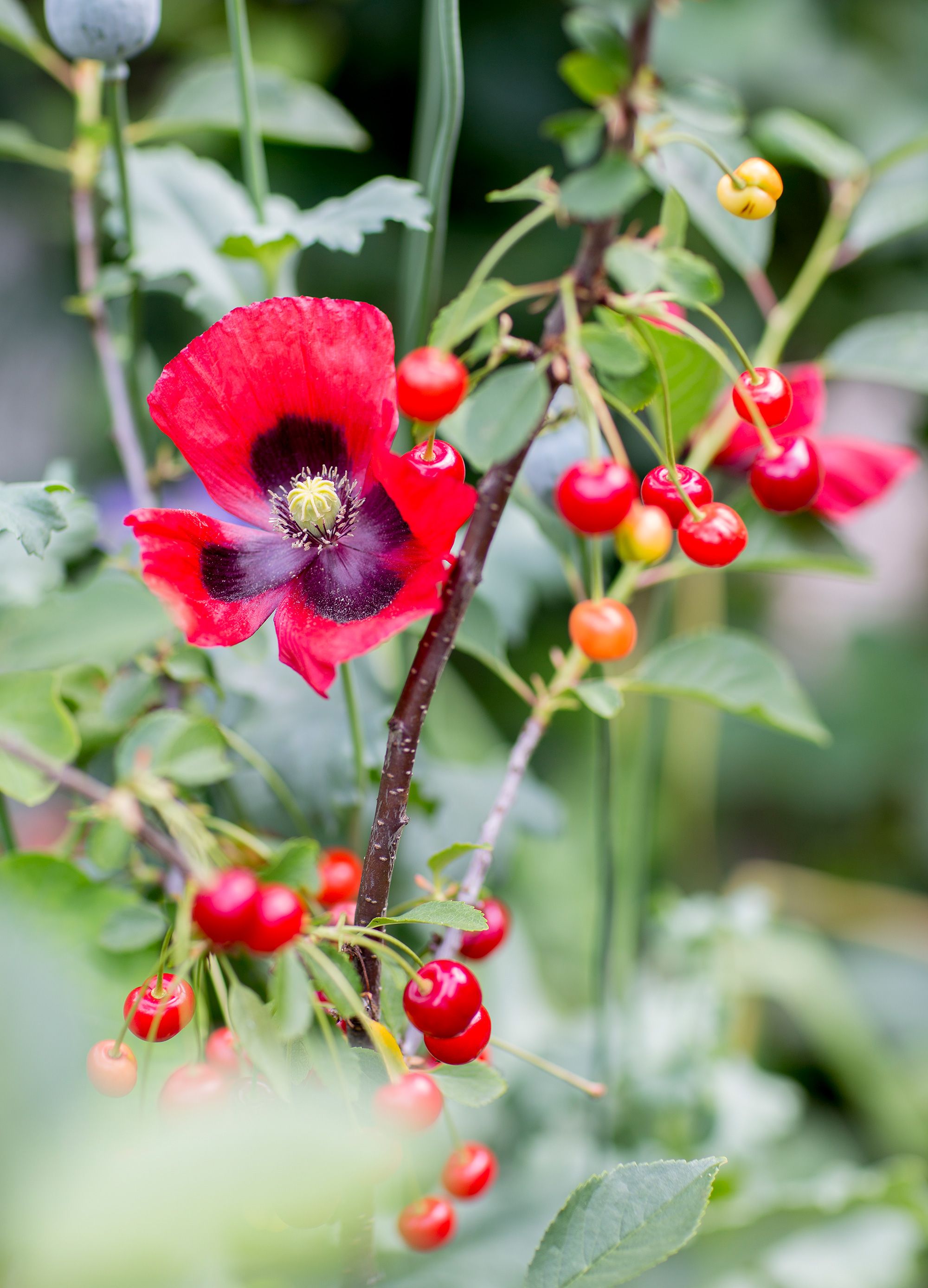 Harvinaiset suklaakirsikat antoivat viime kesänä hyvän sadon.