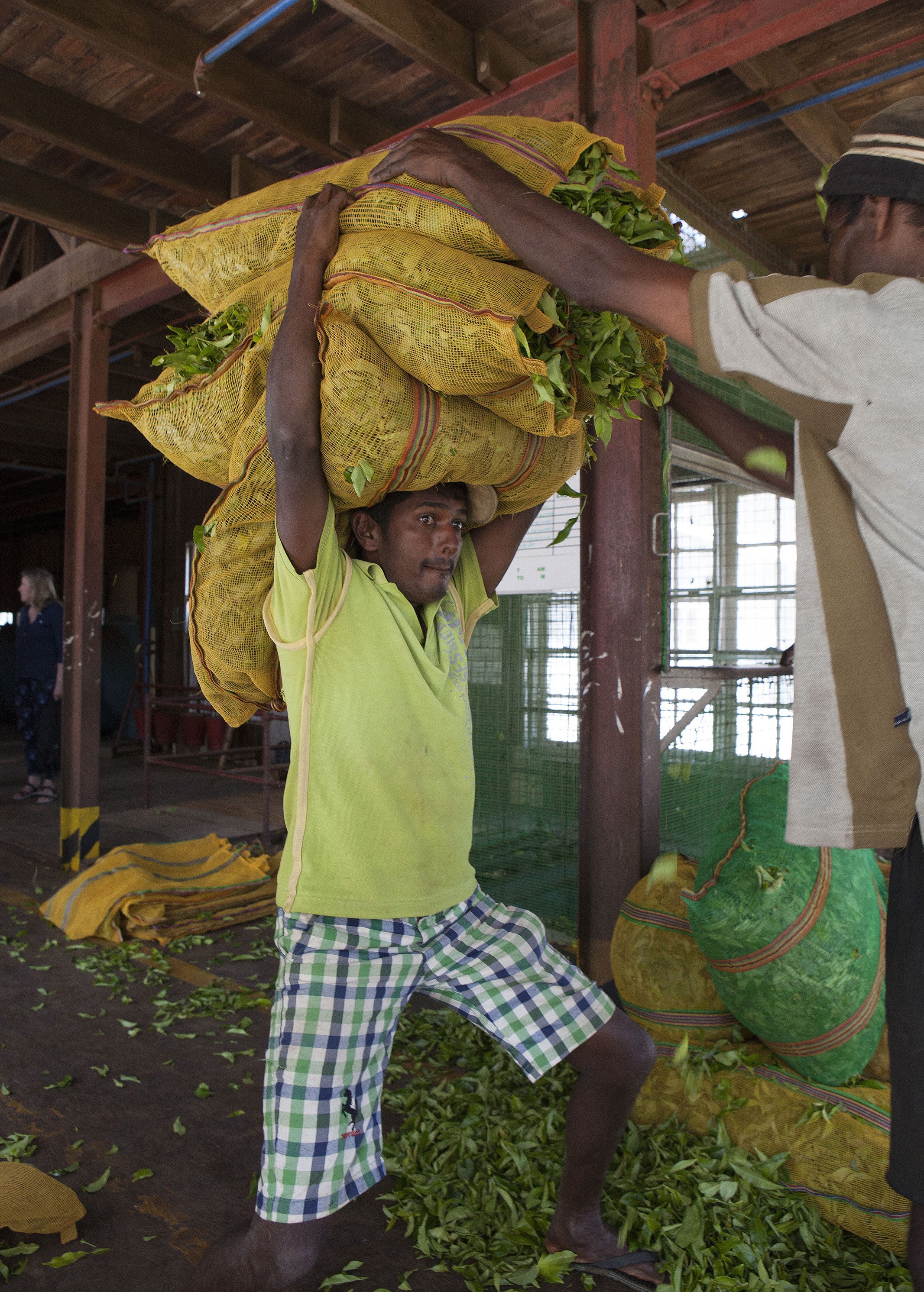 Poimijat tuovat teesäkit tehtaalle, josta ne lastataan eteenpäin.