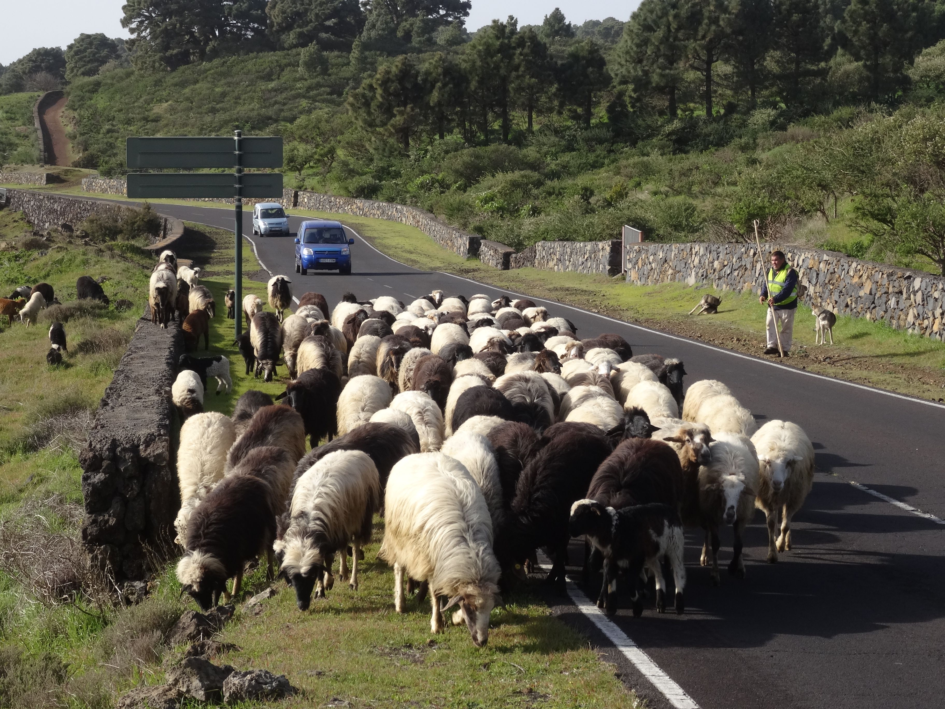 Kuljettajan kannattaa olla valppaana tiellä. Vaellusreitit ovat hyvin merkittyjä.