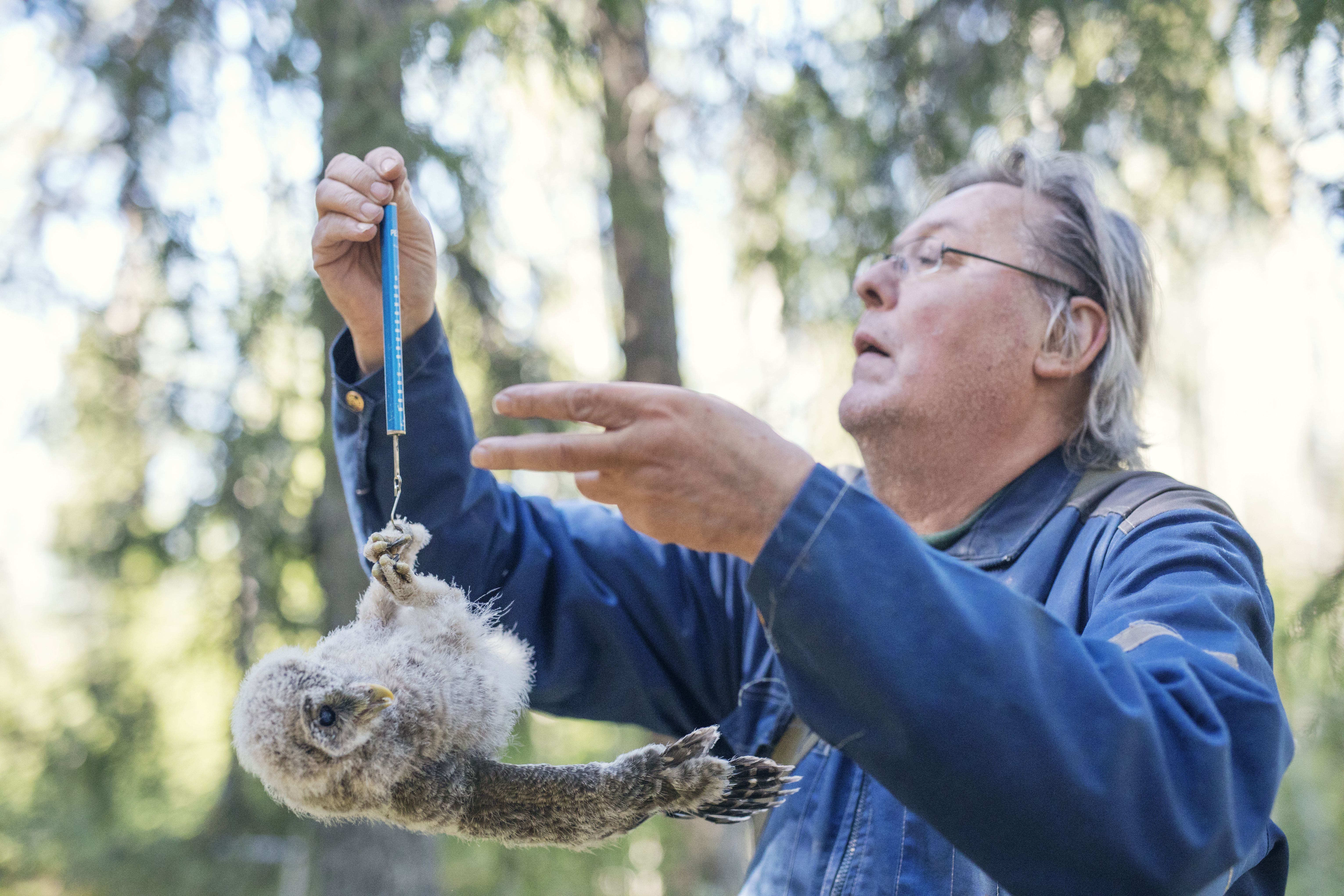 Hannu punnitsee pöllönpoikasen painon ja merkitsee sen ylös.