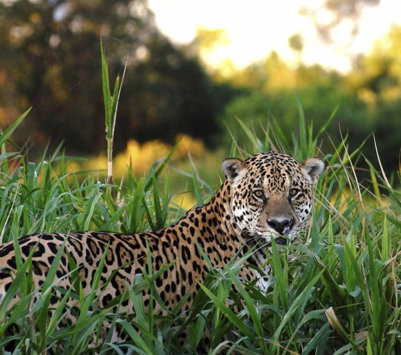 Jaguaari on taitava uimari, kalastaja ja kiipeilijä.