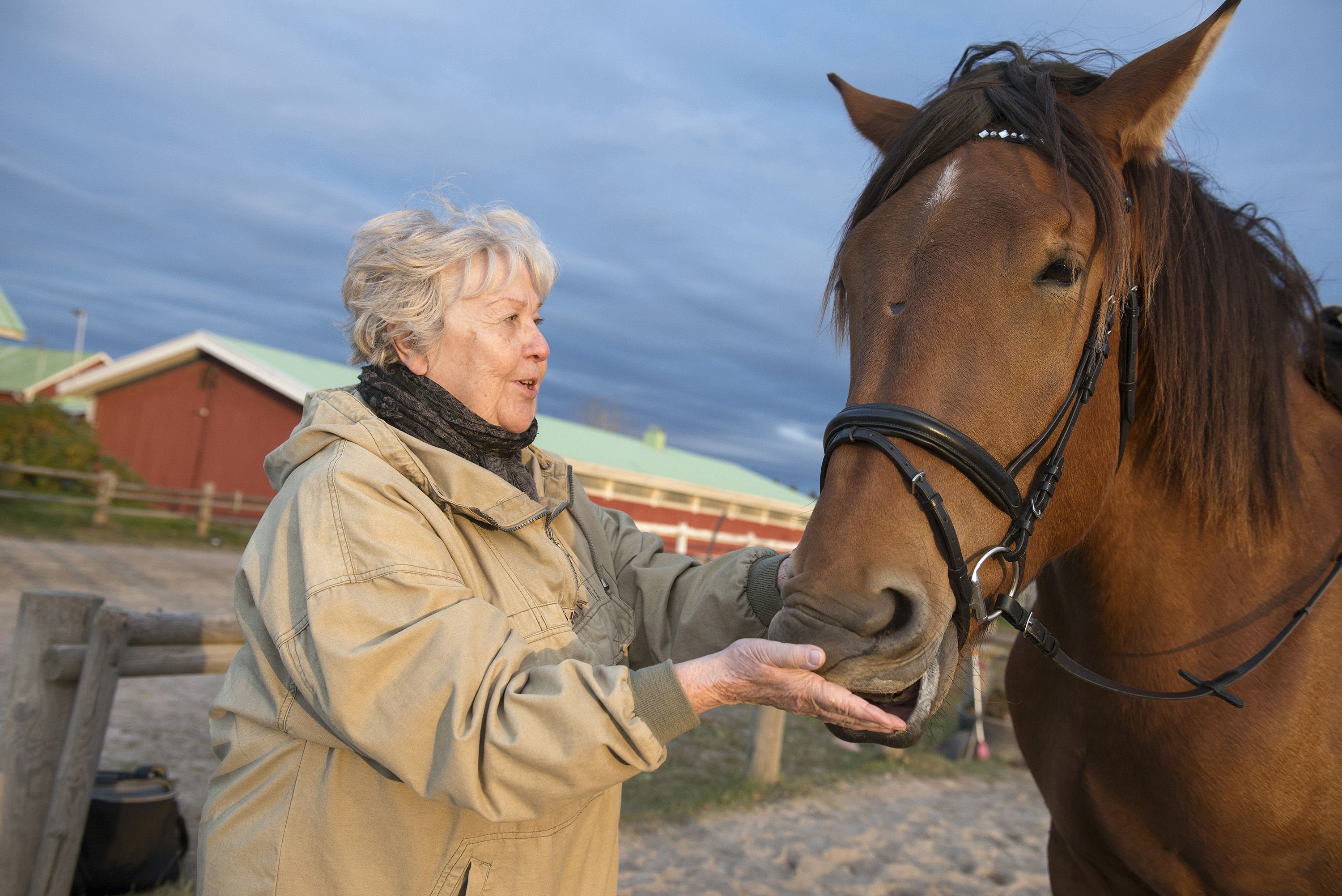 Anita ei ratsasta, mutta hän pitää Sulonan hellimisestä. Herkkuja löytyy aina taskunpohjalta, ja Sulona tietää sen.
