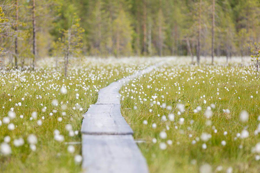 Tillikkajärven kansallispuistossa pääsee aidon erämään makuun.