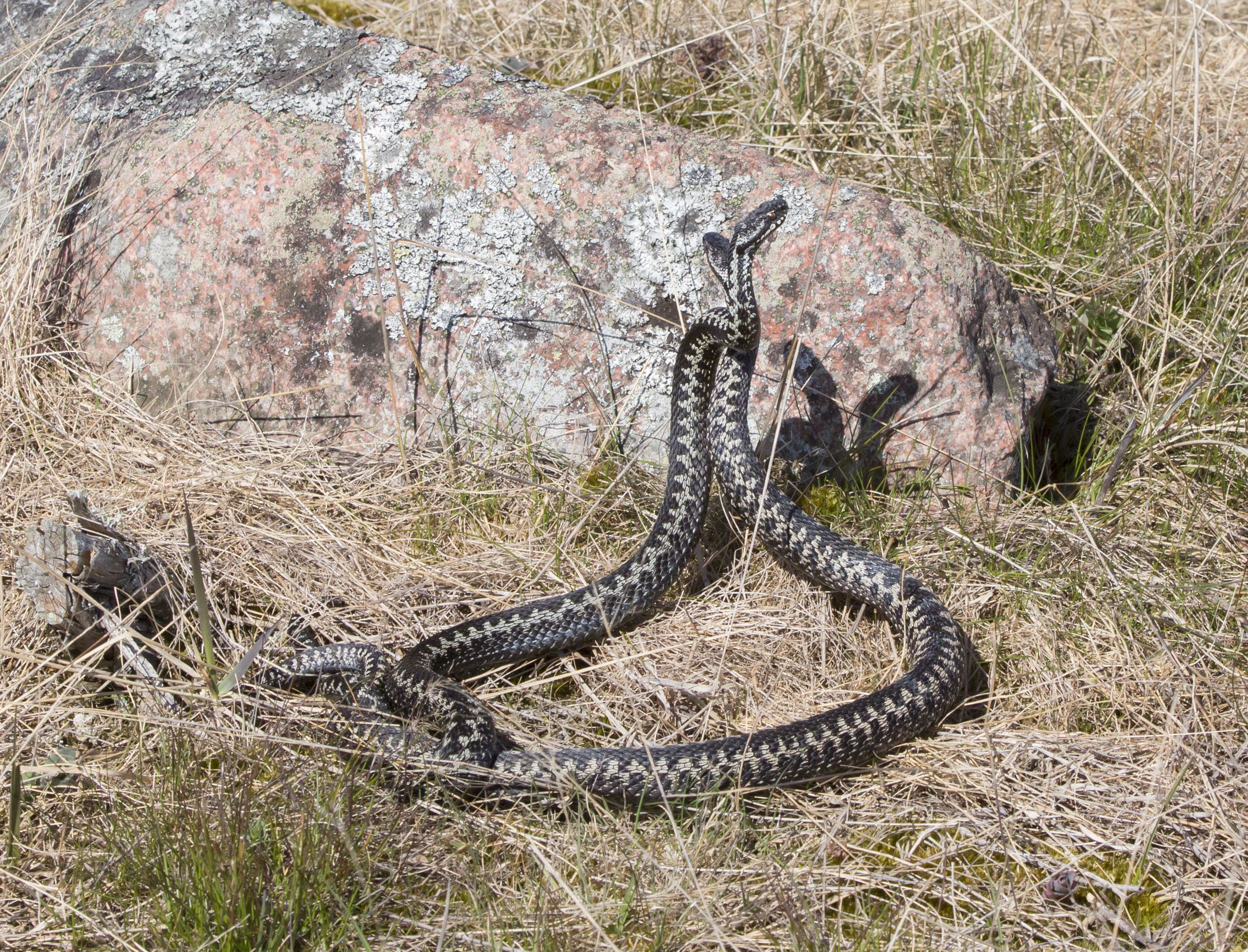 Kyiden tansseissa otetaan miehestä mittaa.