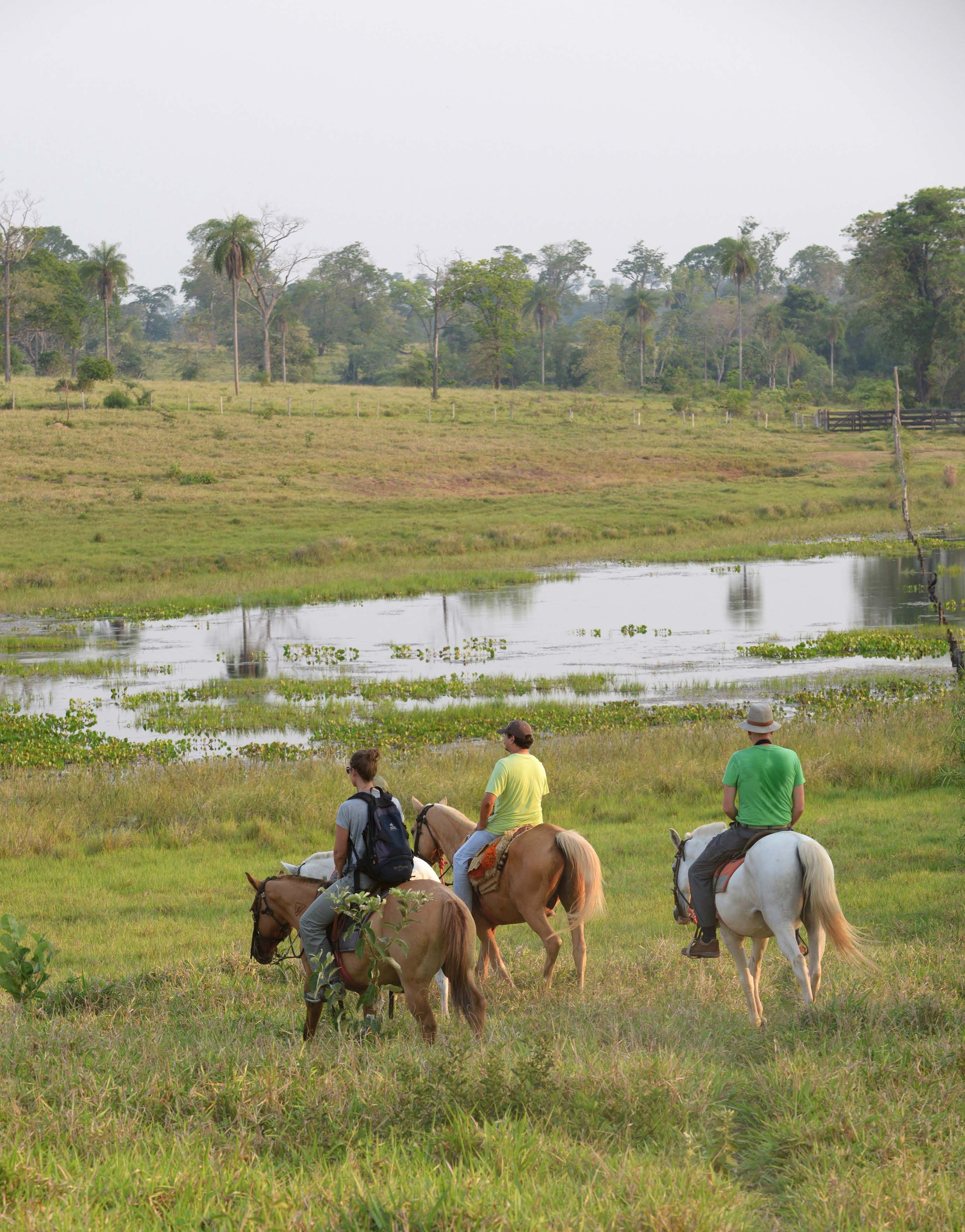 Maatilamatkailutilan hepat ovat turvallisia ensikertalaisellekin.