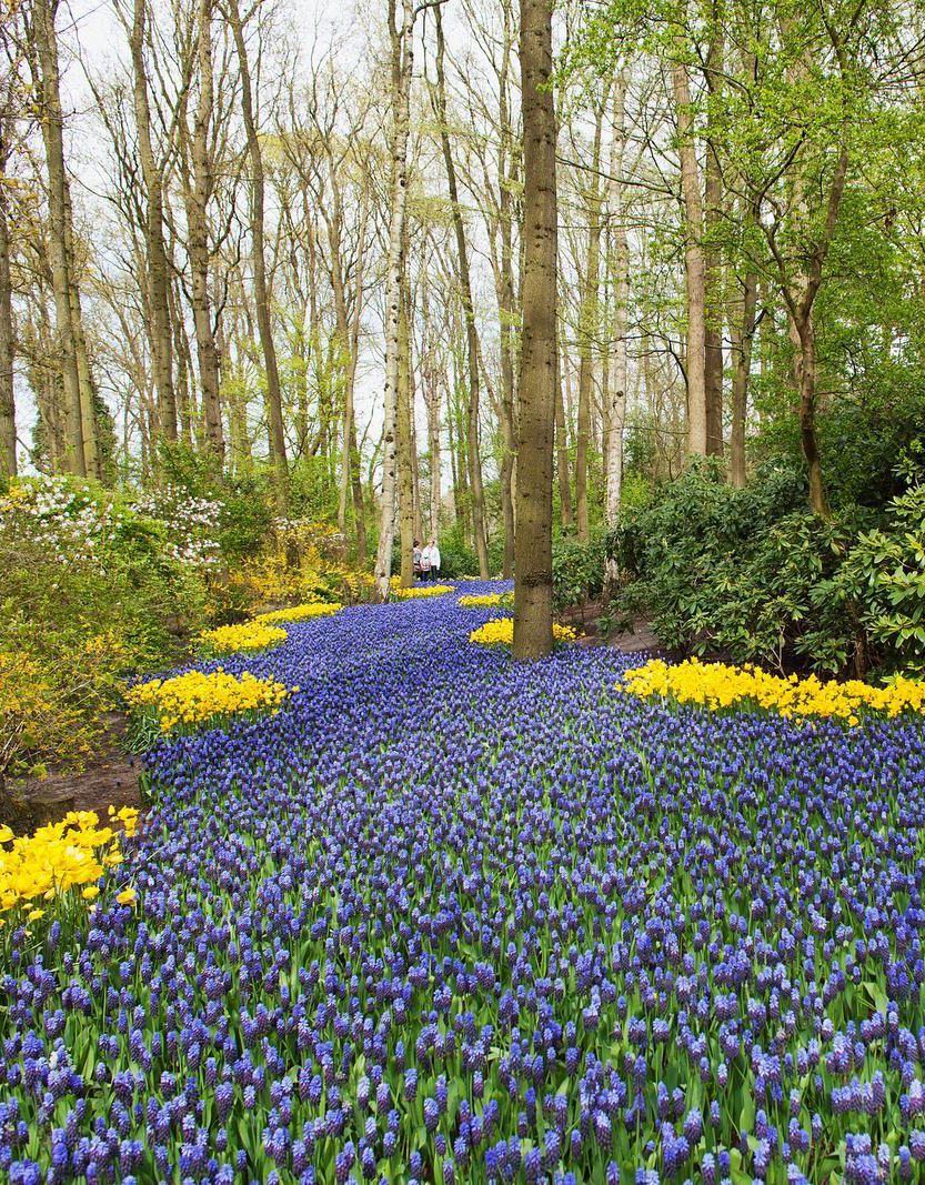 Helmililjat hehkuvat koboltin värisinä.