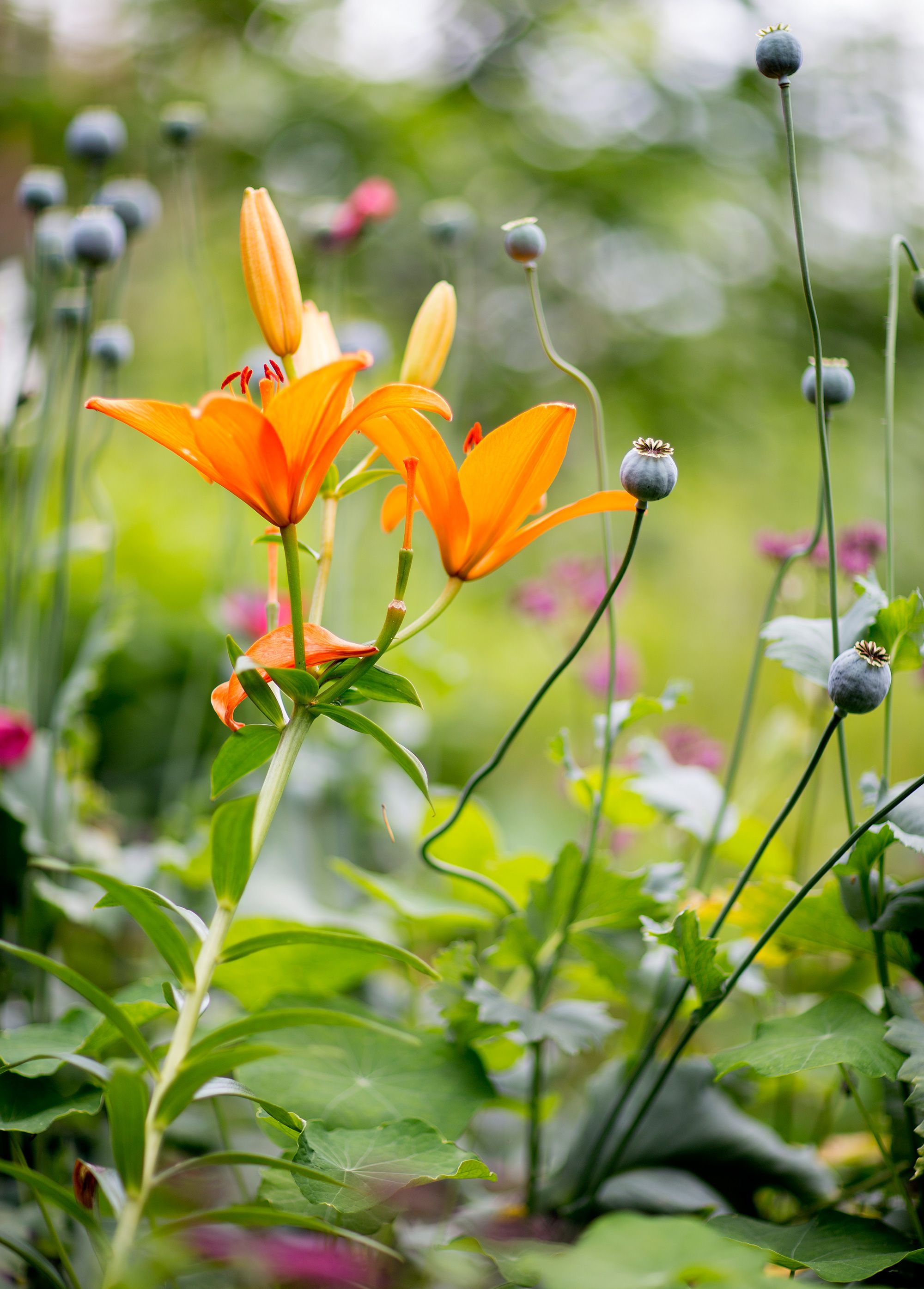 Pihassa on runsaasti liljoja.