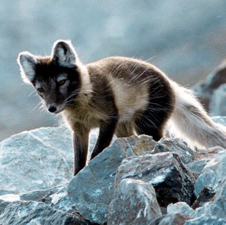 Naali eli napakettu sattuu retkeilijän reitille vain harvoin. 