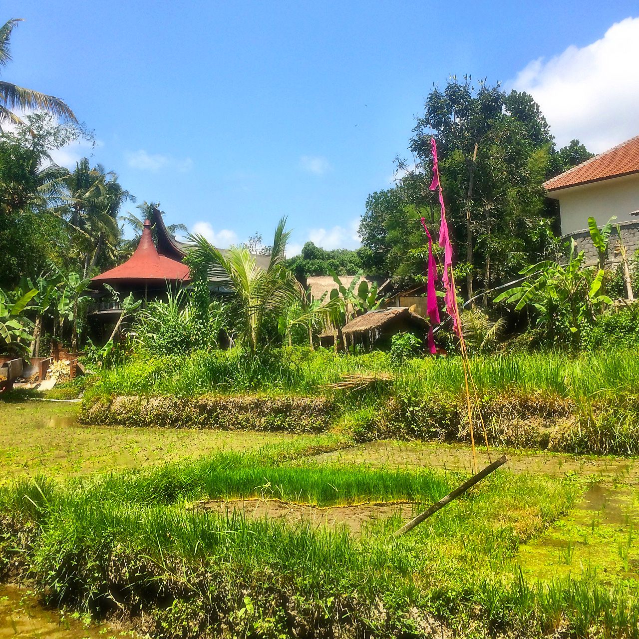 Rakkauden joogaa Ubudin joogakeskuksessa, jossa kannattaa käydä pelkästään maisemien vuoksi. 