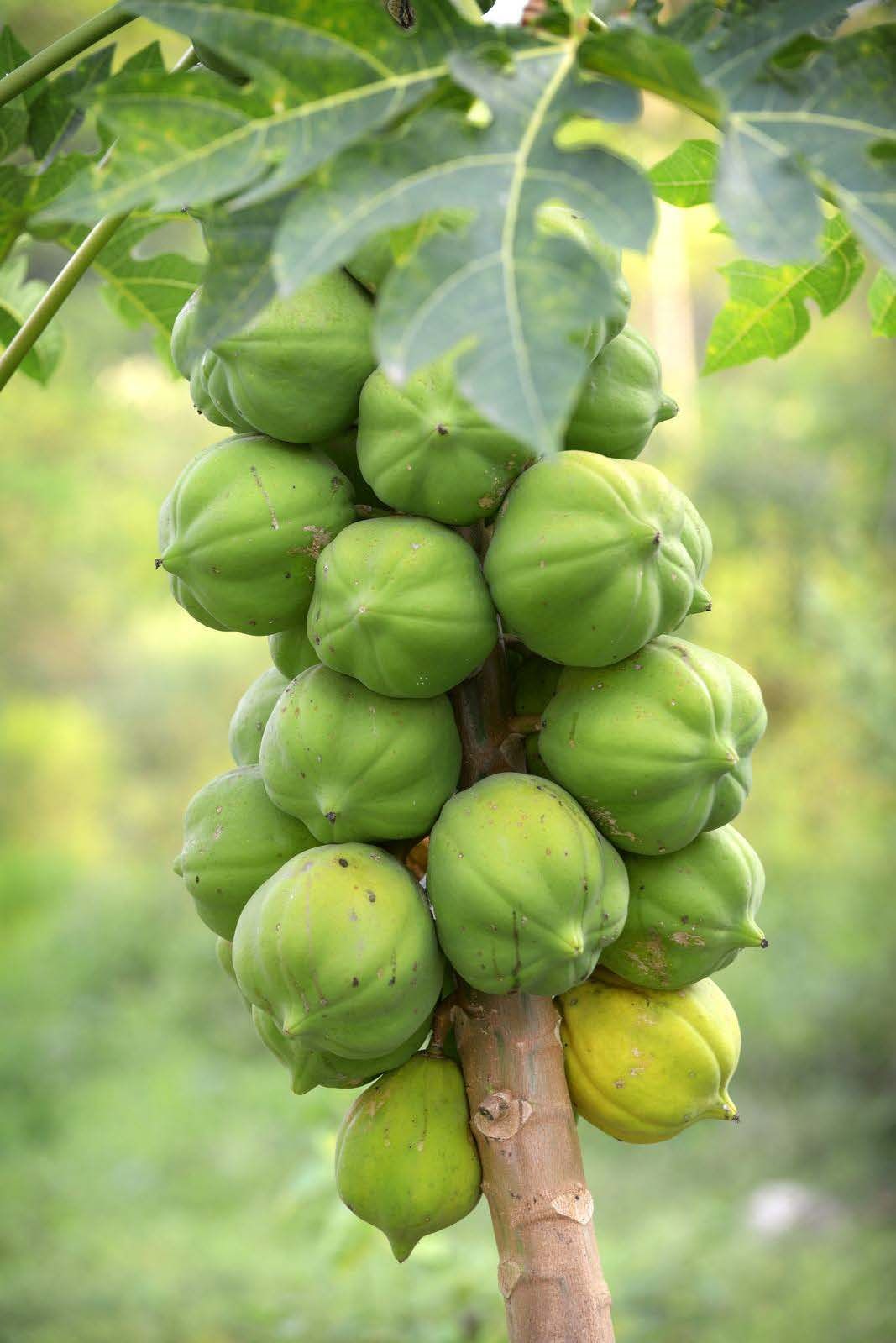 Tuoretta papaijaa saa läpi vuoden.