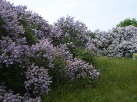 Kuva: Pirjo Sarjakivi