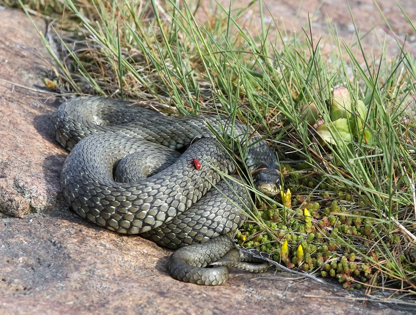 Rantakäärmeen suomut ovat isot.