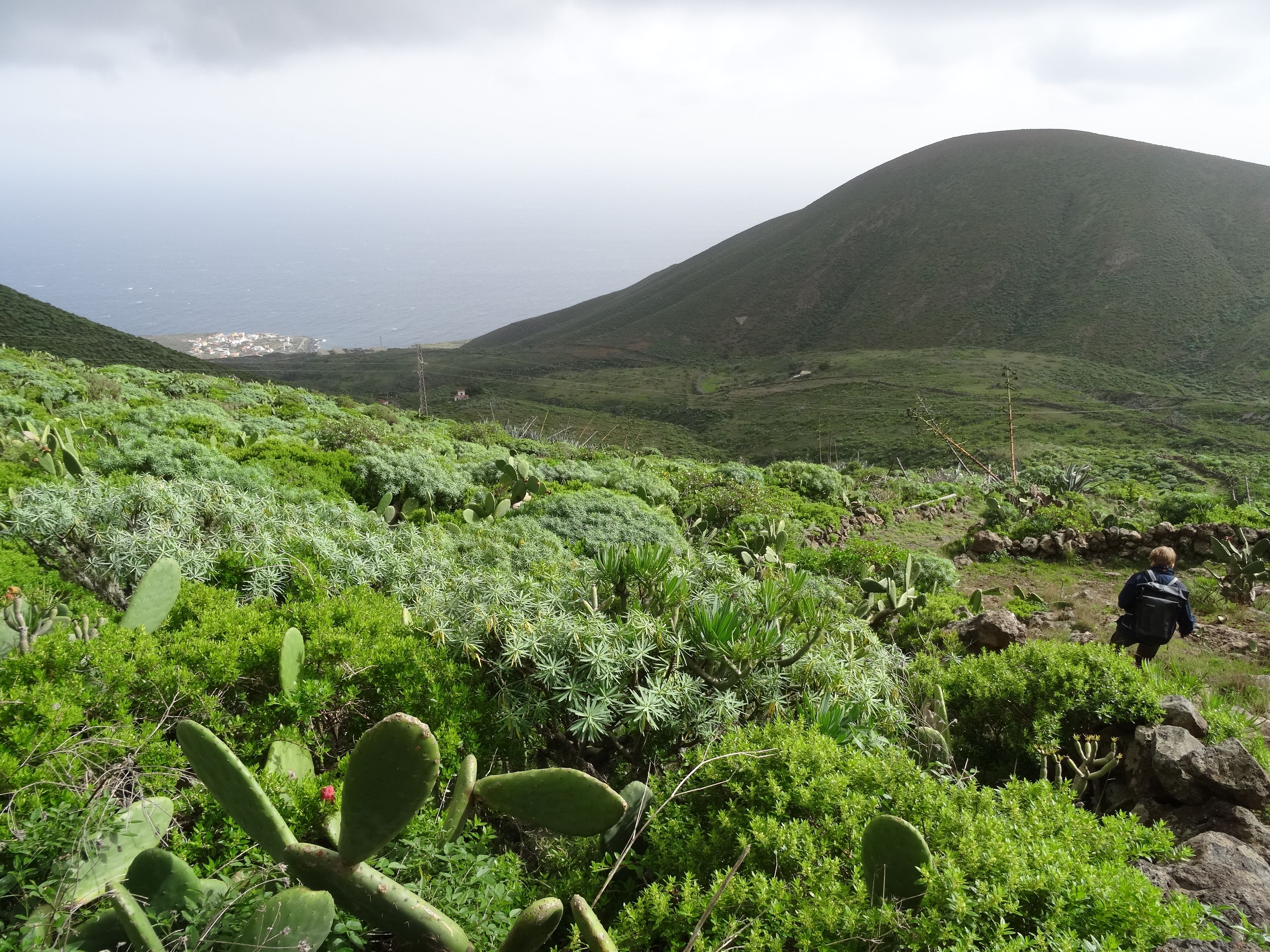 Saarella viihtyy tyräkki, jonka tunnistaa maitiaisnesteestä.