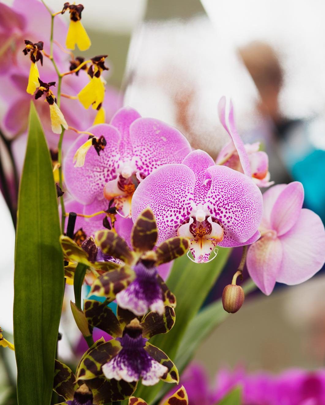 Beatrix-paviljongin orkideat hehkuvat.