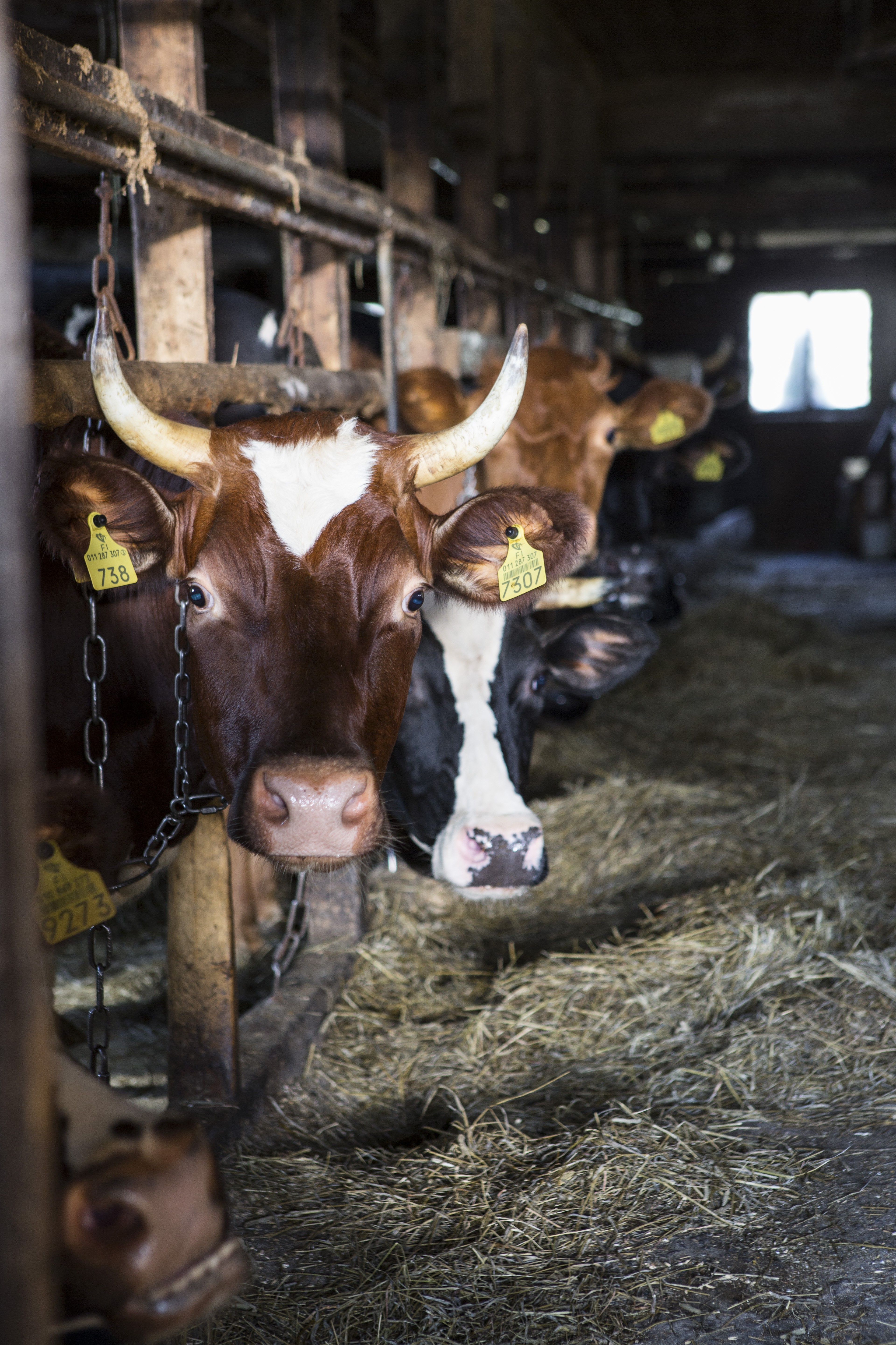 Hedelmä-lehmä voi lypsyn jälkeen keskittyä rouskuttamaan heinää.
