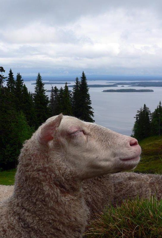 Suomenlampaat kuuluvat Kolin maisemiin.
