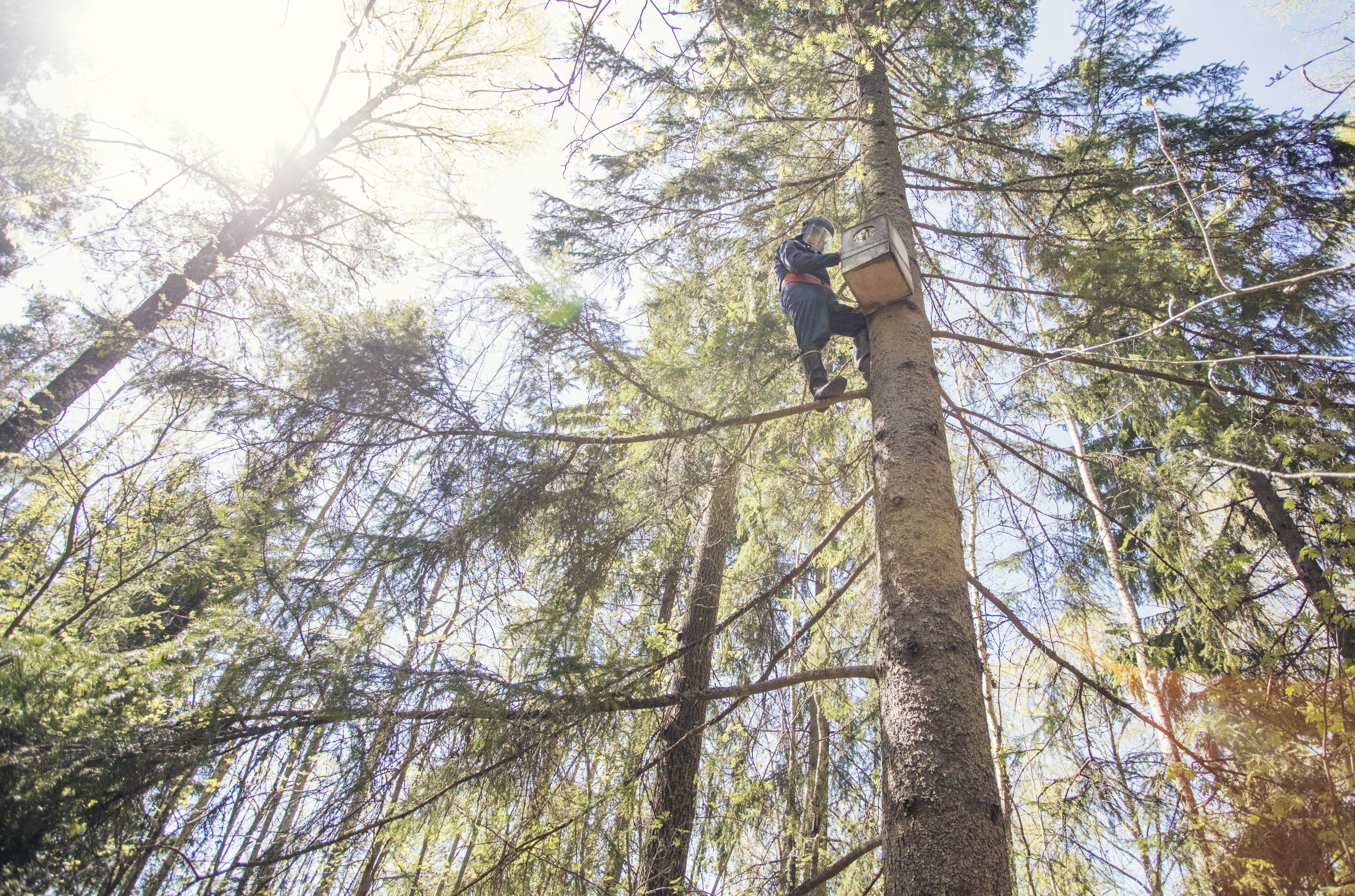 Heikki kapuaa puuhun pöllön pöntölle.