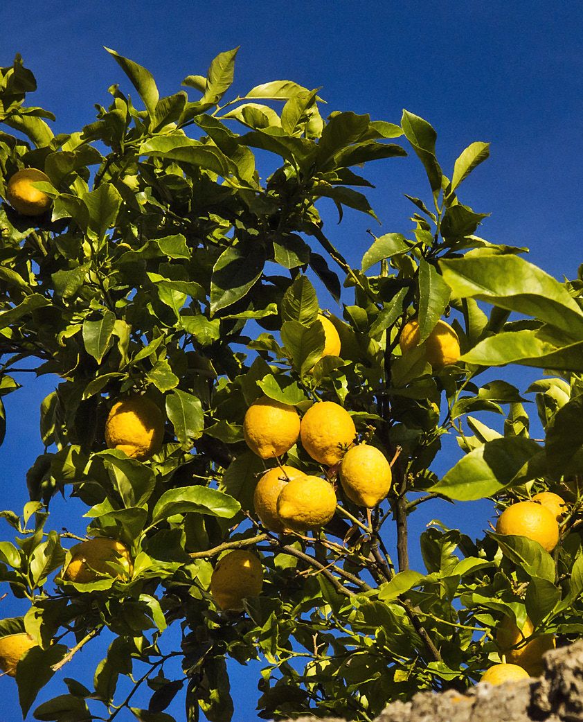 Sitruuna kuuluu Kroatian kulinaarisiin tukipuihin.