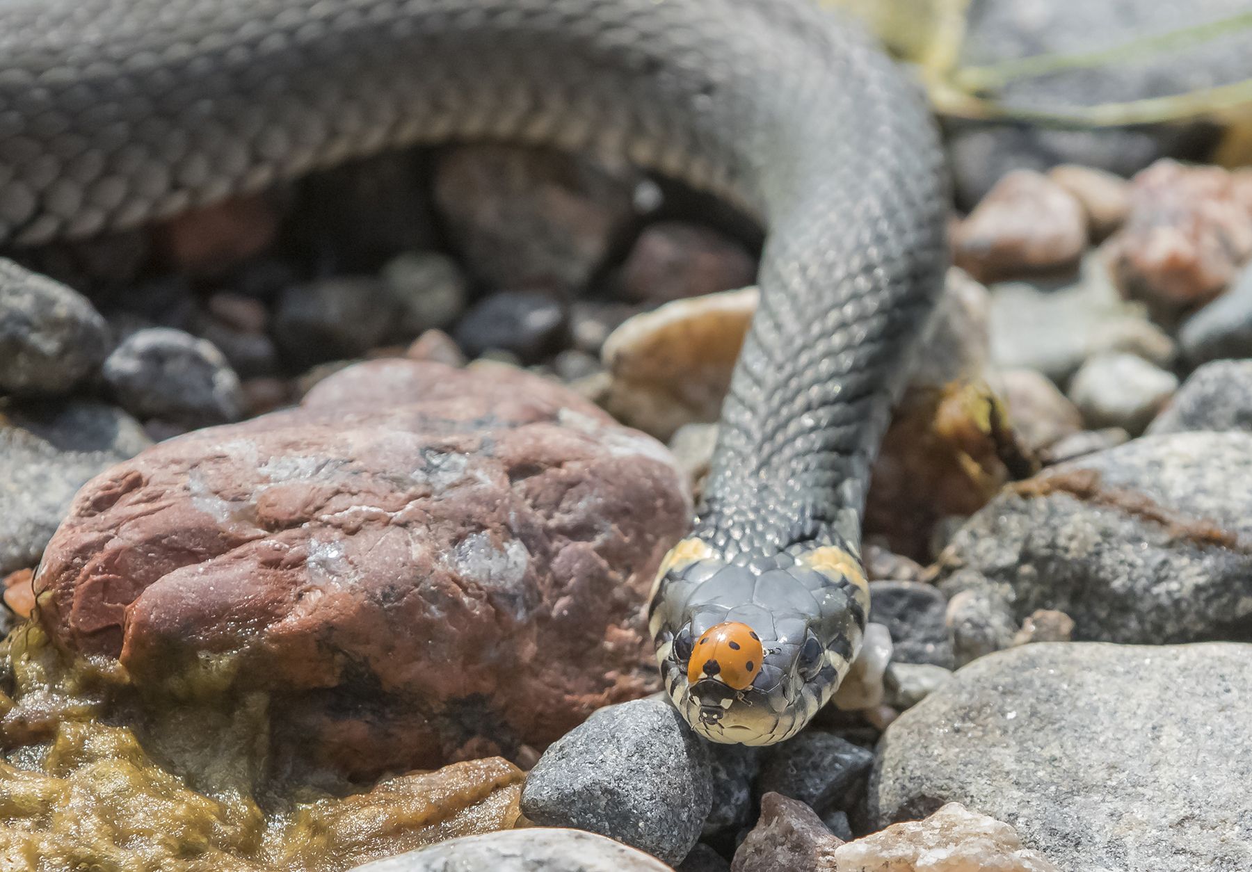 Lissen käärmekuvat ovat kiehtovaa katseltavaa.