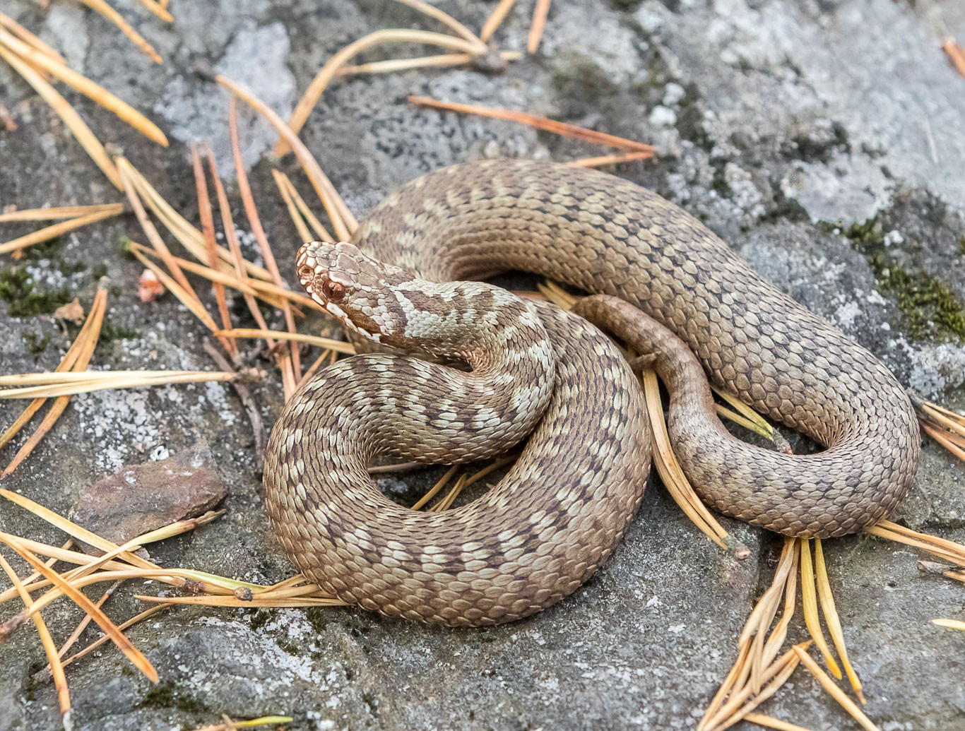 Kyyn silmät ovat punaiset ja pitkulaiset. Pupilli on viiru.
