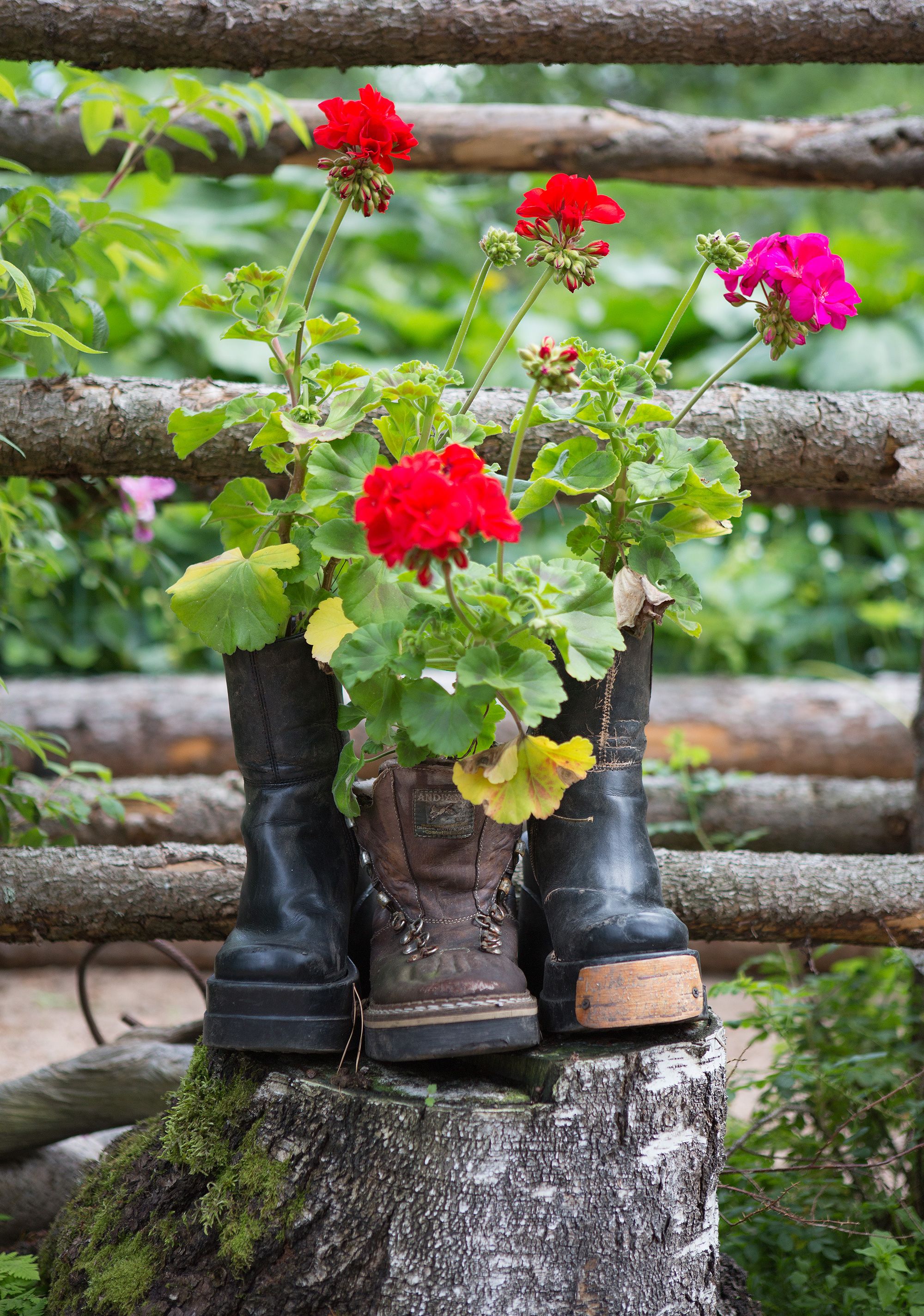 Vanhat kengät toimivat kukkaruukkuina.