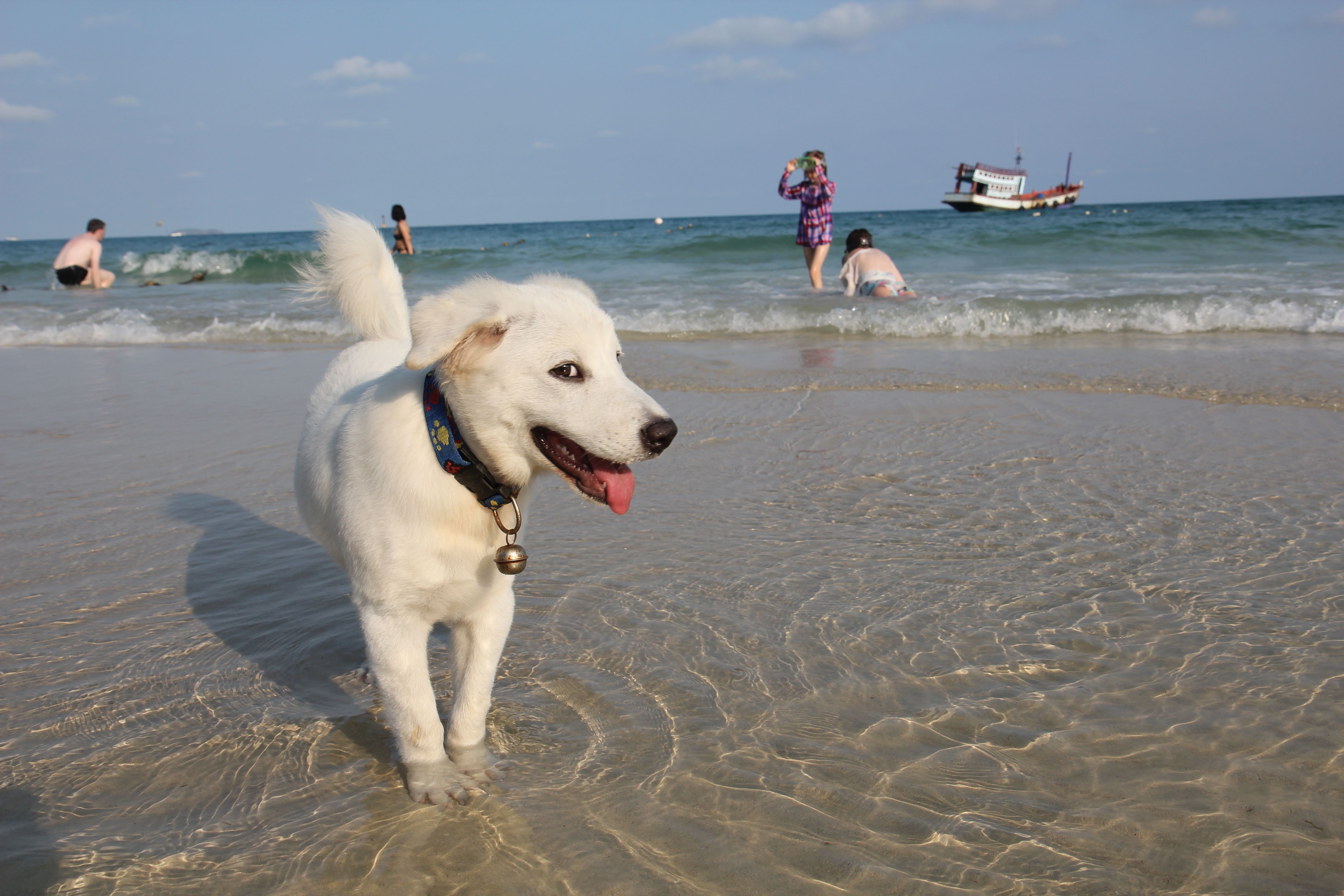 Koiranpentu leikki kanssamme Ao Phain rannalla Koh Sametin saarella.
